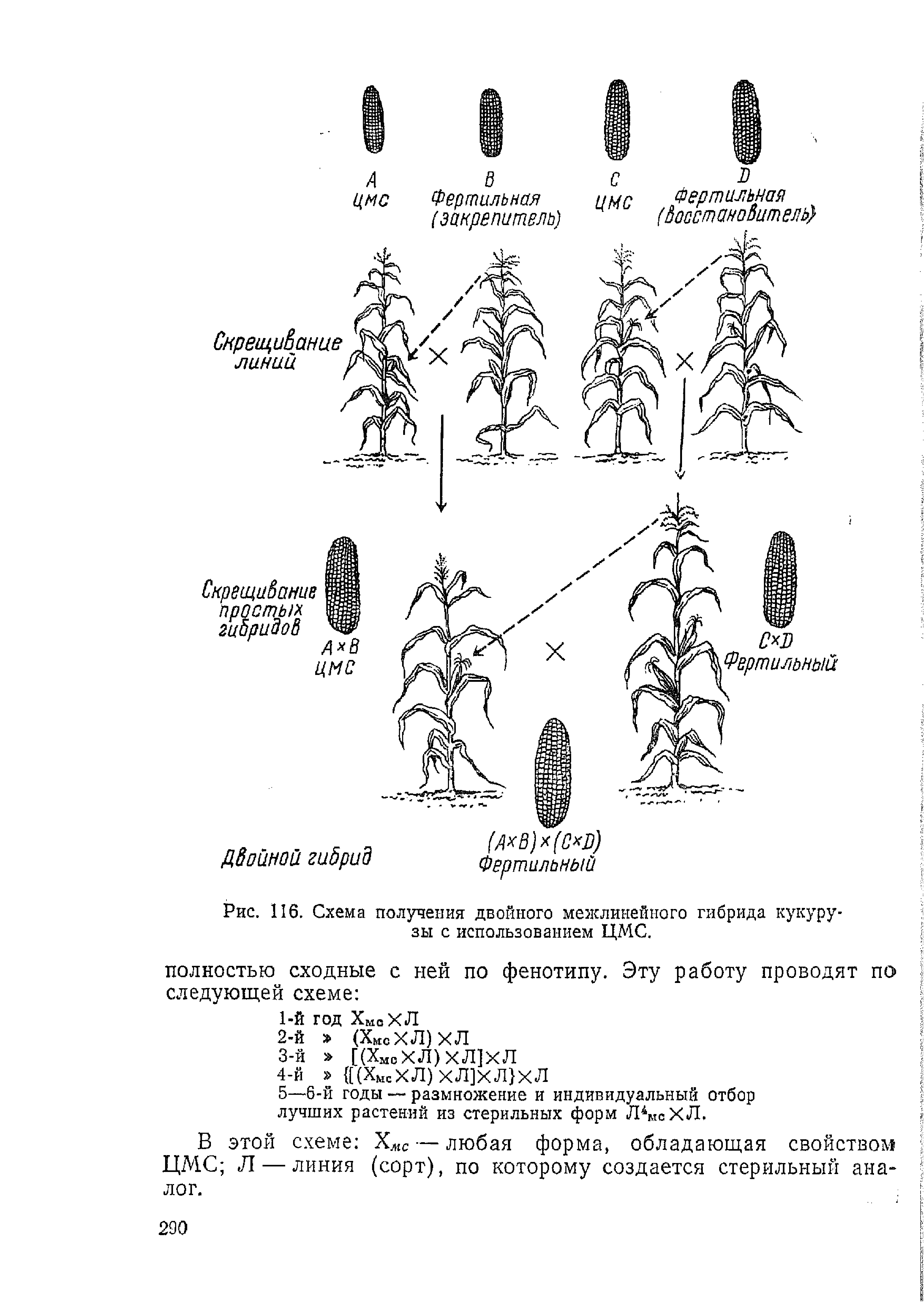 Рис. 116. Схема получения двойного межлинейного гибрида кукурузы с использованием ЦМС.
