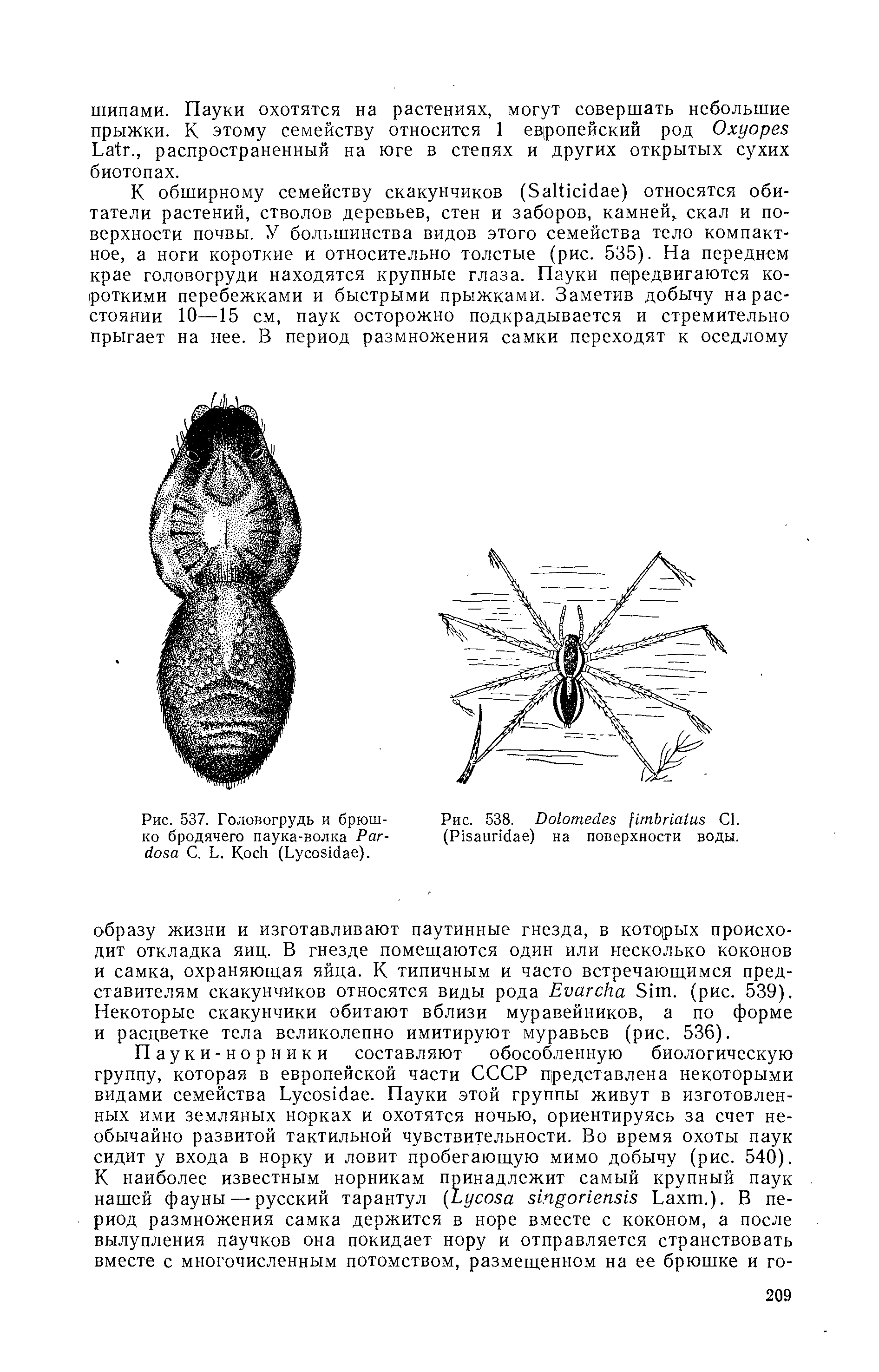 Рис. 537. Головогрудь и брюшко бродячего паука-волка P - С. L. K (L ).
