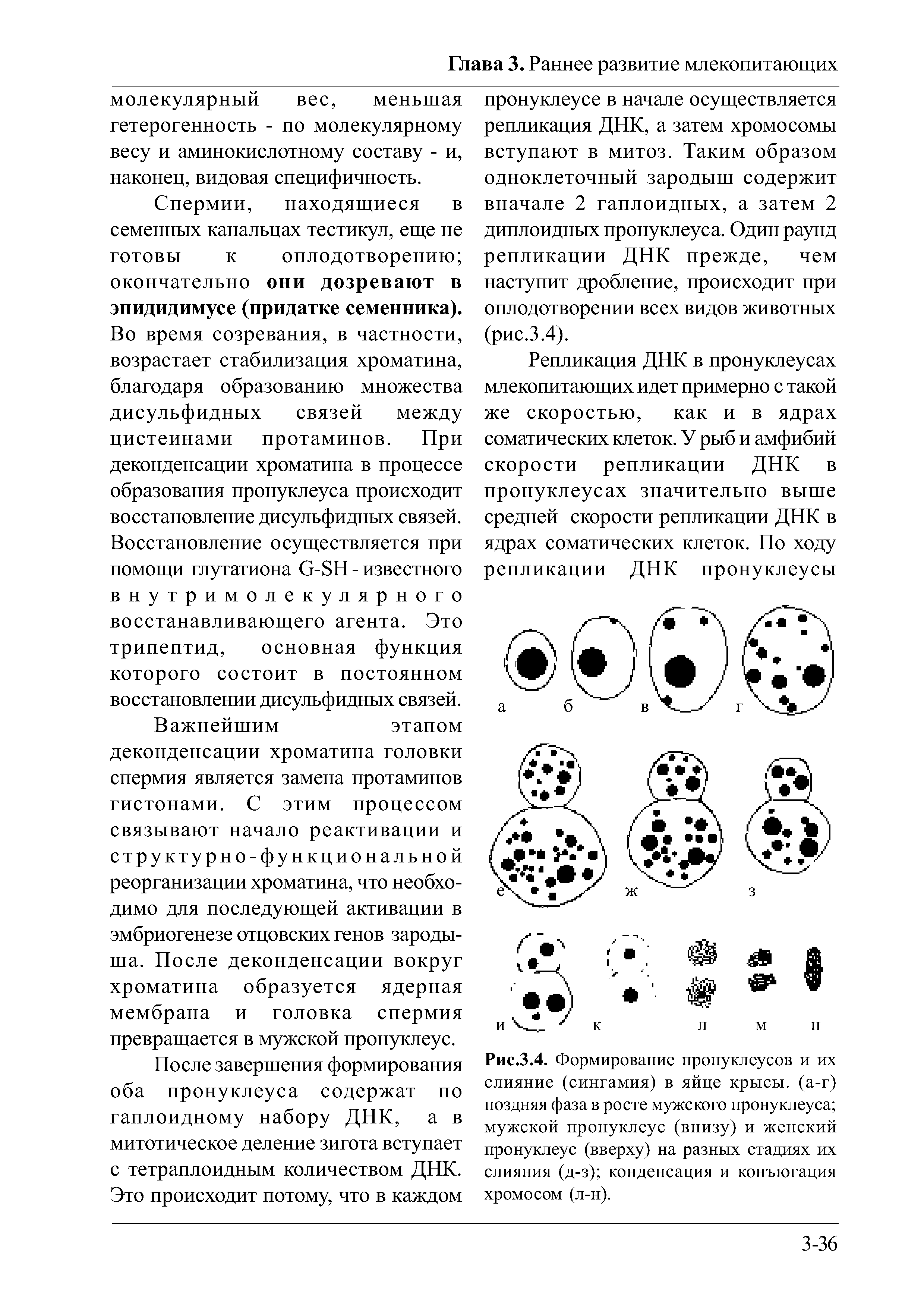 Рис.3.4. Формирование пронуклеусов и их слияние (сингамия) в яйце крысы, (а-г) поздняя фаза в росте мужского пронуклеуса мужской пронуклеус (внизу) и женский пронуклеус (вверху) на разных стадиях их слияния (д-з) конденсация и конъюгация хромосом (л-н).