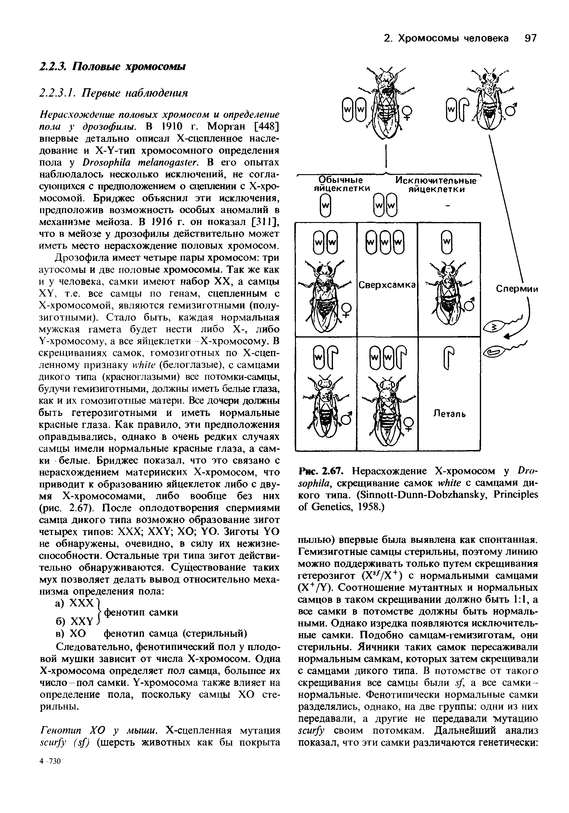 Рис. 2.67. Нерасхождение Х-хромосом у D , скрещивание самок с самцами дикого типа. (S -D -D , P G , 1958.)...