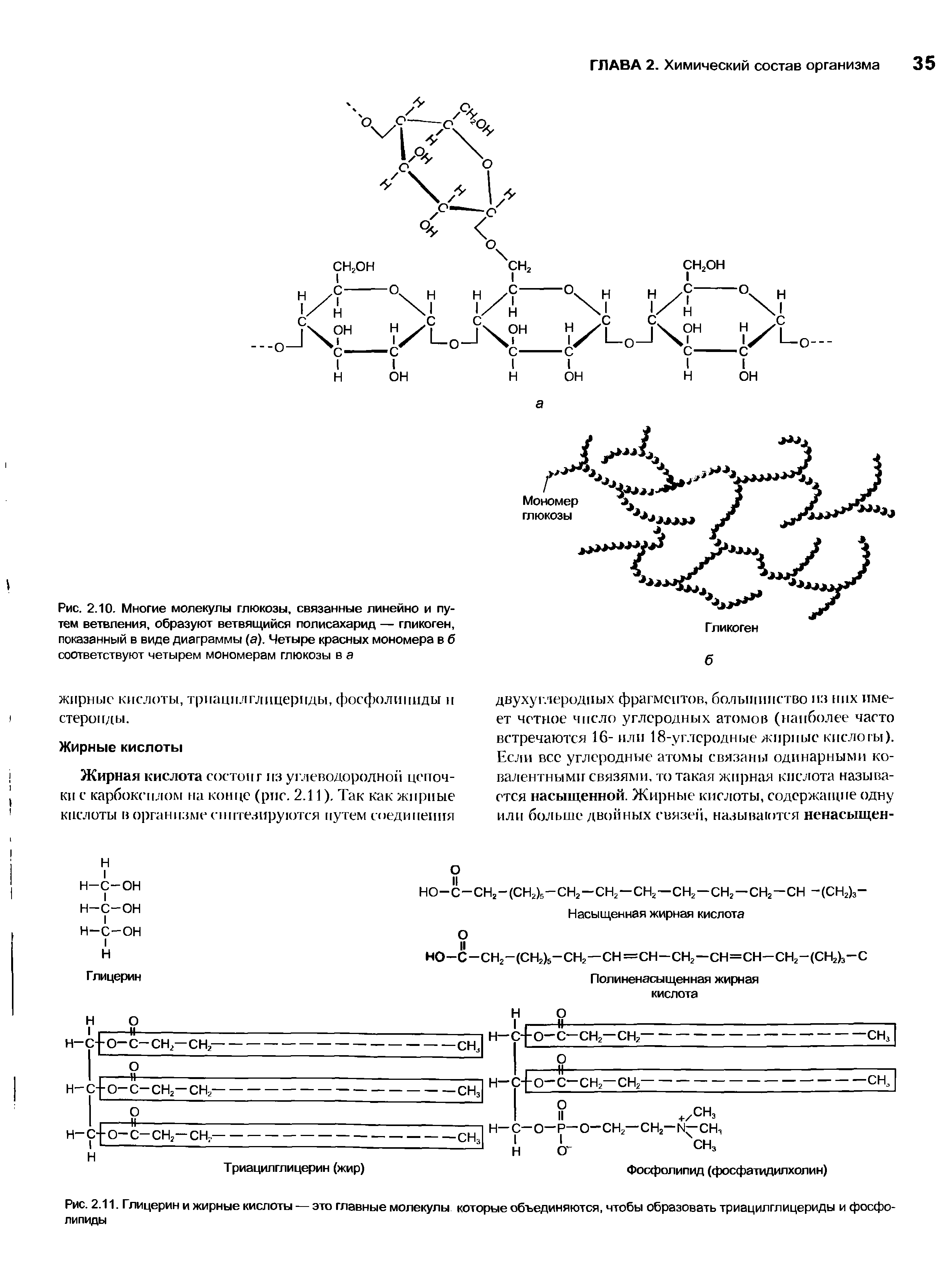 Рис. 2.11. Глицерин и жирные кислоты — это главные молекулы которые объединяются, чтобы образовать триацилглицериды и фосфолипиды...
