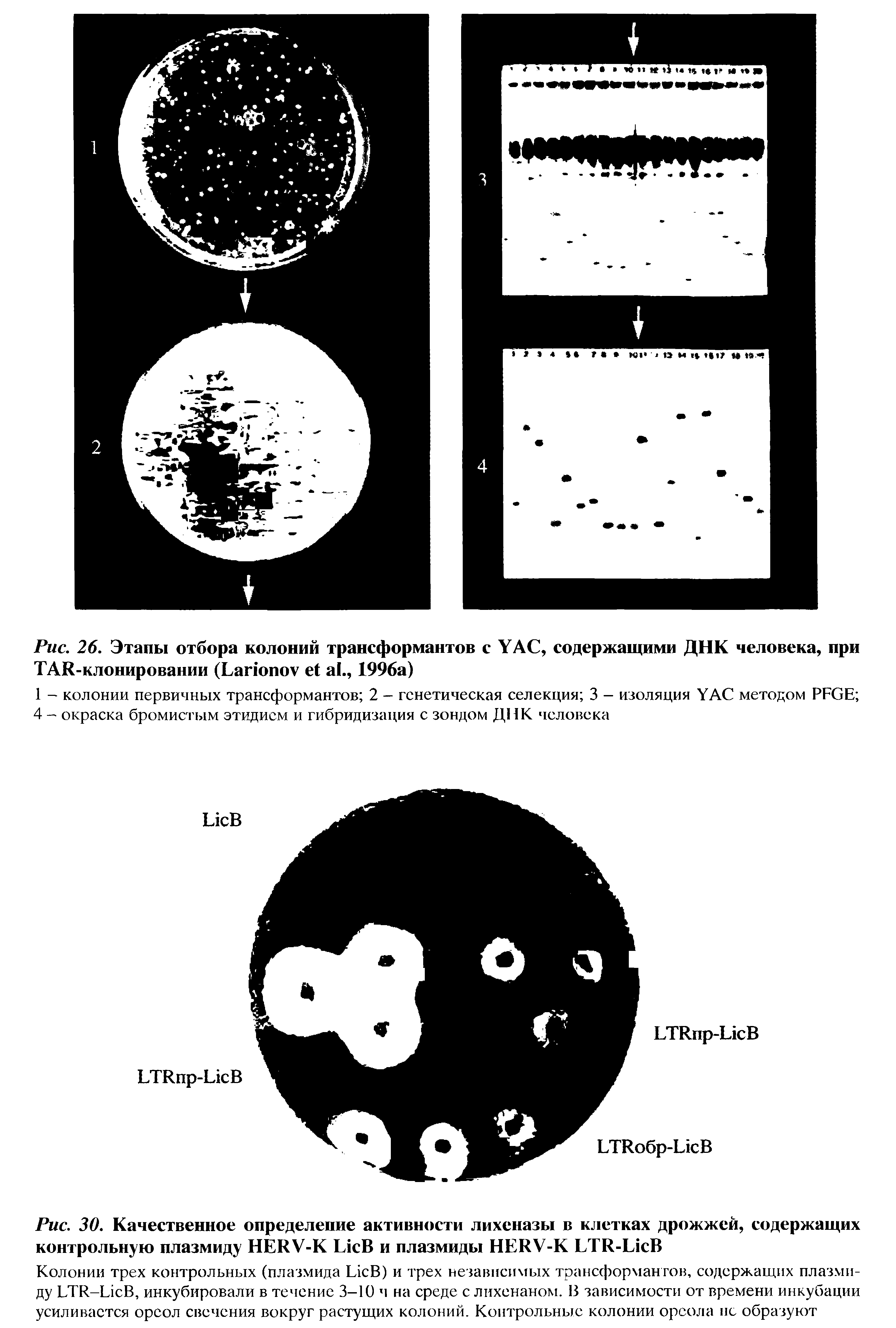 Рис. 30. Качественное определение активности лихеназы в клетках дрожжей, содержащих контрольную плазмиду HERV-K L и плазмиды HERV-K LTR-L B...