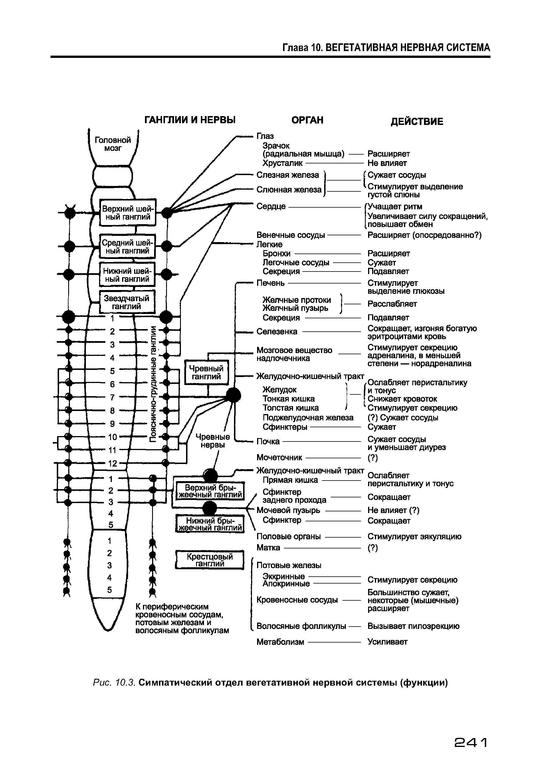 Рис. 10.3. Симпатический отдел вегетативной нервной системы (функции)...