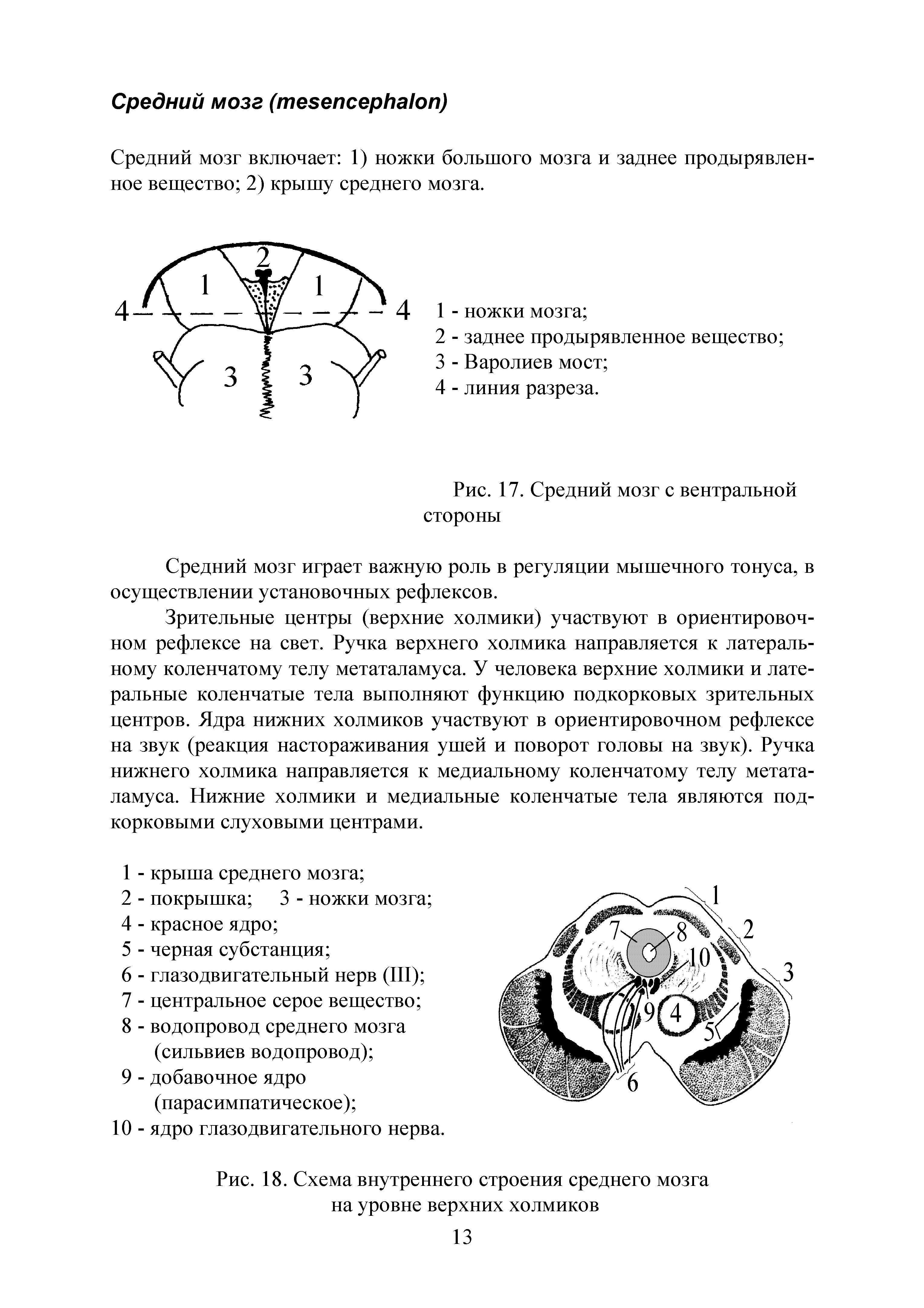 Рис. 18. Схема внутреннего строения среднего мозга на уровне верхних холмиков...