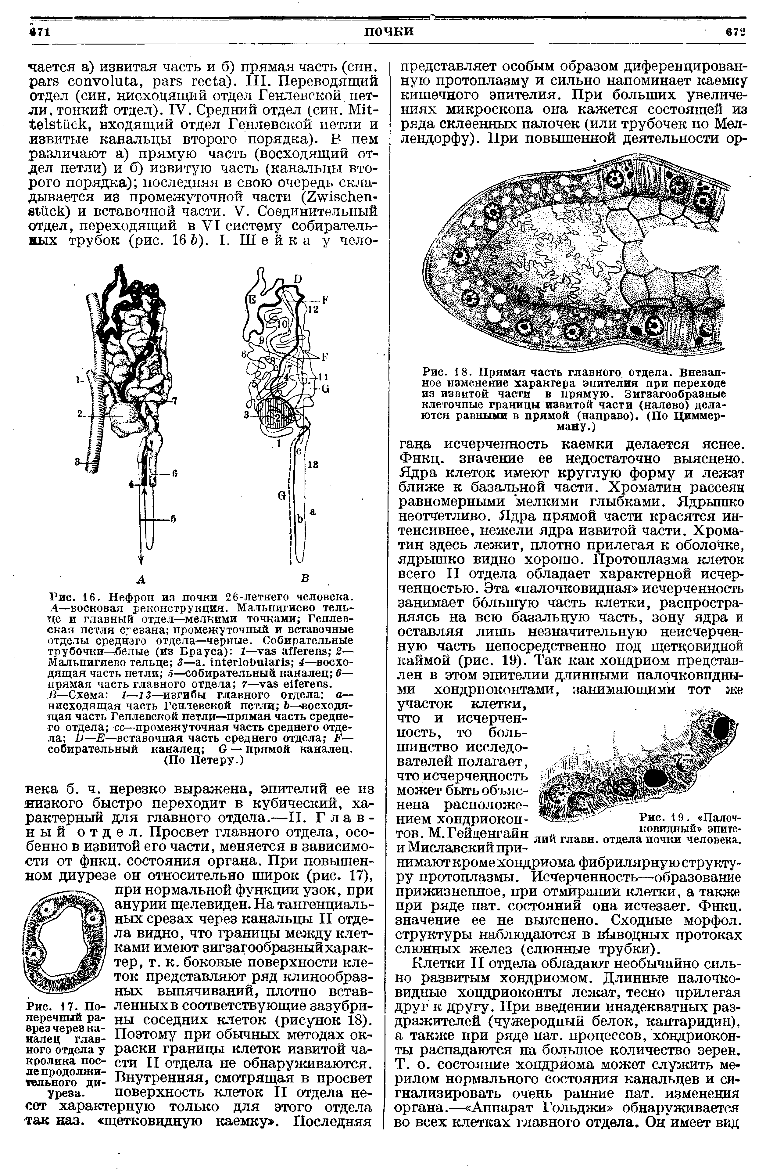 Рис. 18. Прямая часть главного отдела. Внезапное изменение характера эпителия при переходе из извитой части в прямую. Зигзагообразные клеточные границы извитой части (налево) делаются равными в прямой (направо). (По Циммерману.)...