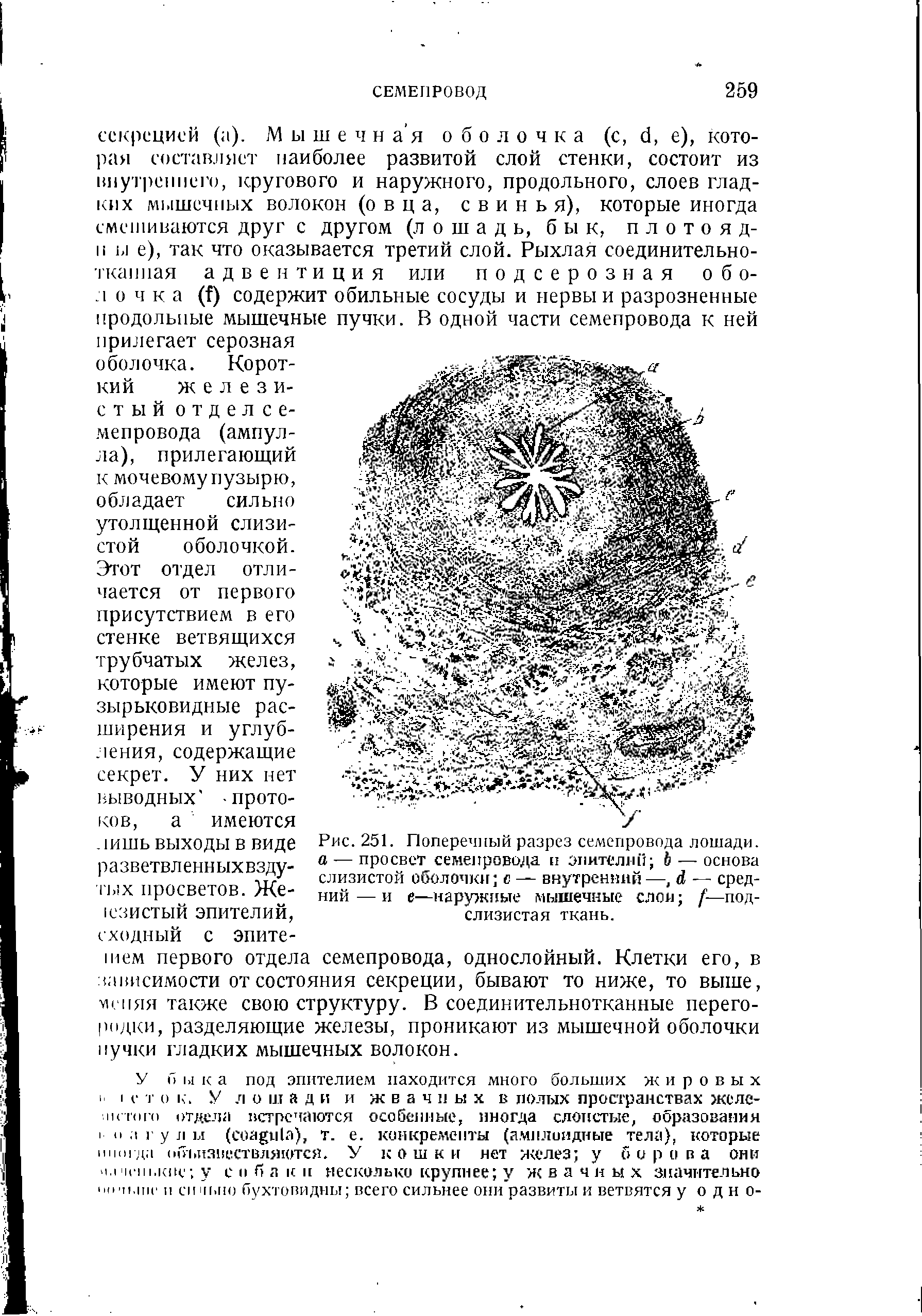 Рис. 251. Поперечный разрез семепровода лошади. а — просвет семепровода п эпителии Ь — основа слизистой оболочки с — внутренний —,Л — средний — и е—наружные мышечные слои (—подслизистая ткань.