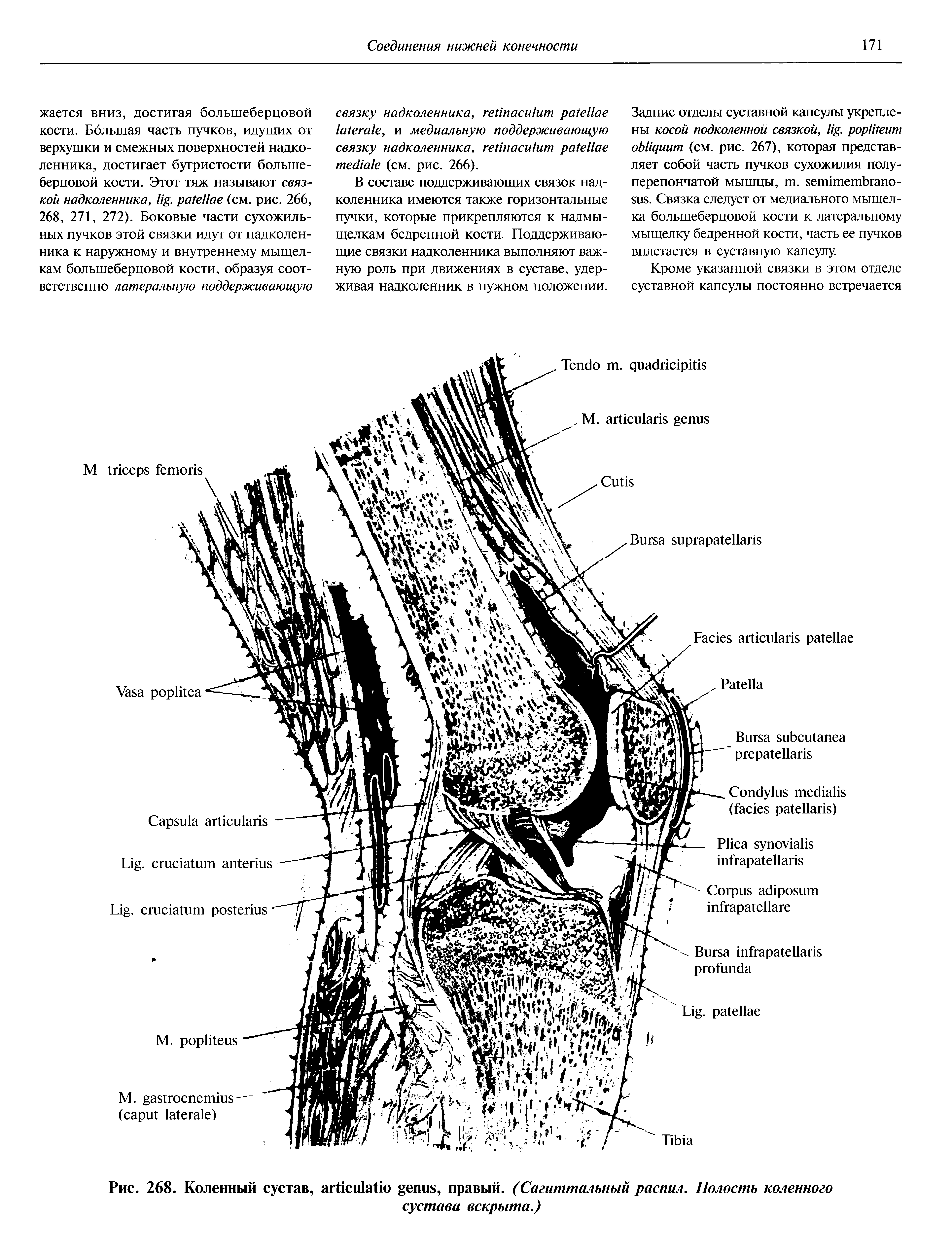 Рис. 268. Коленный сустав, , правый. (Сагиттальный распил. Полость коленного сустава вскрыта.)...
