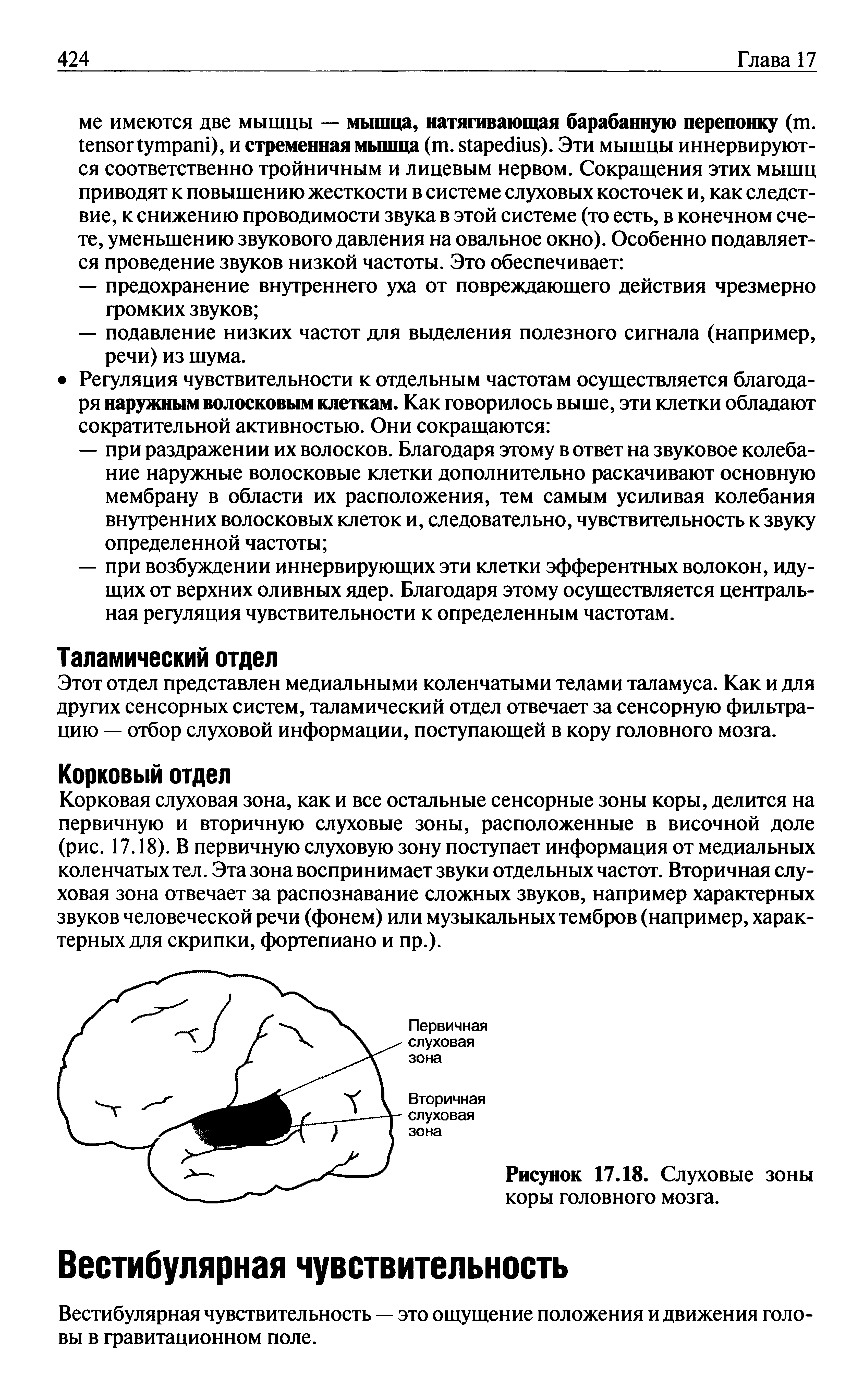 Рисунок 17.18. Слуховые зоны коры головного мозга.