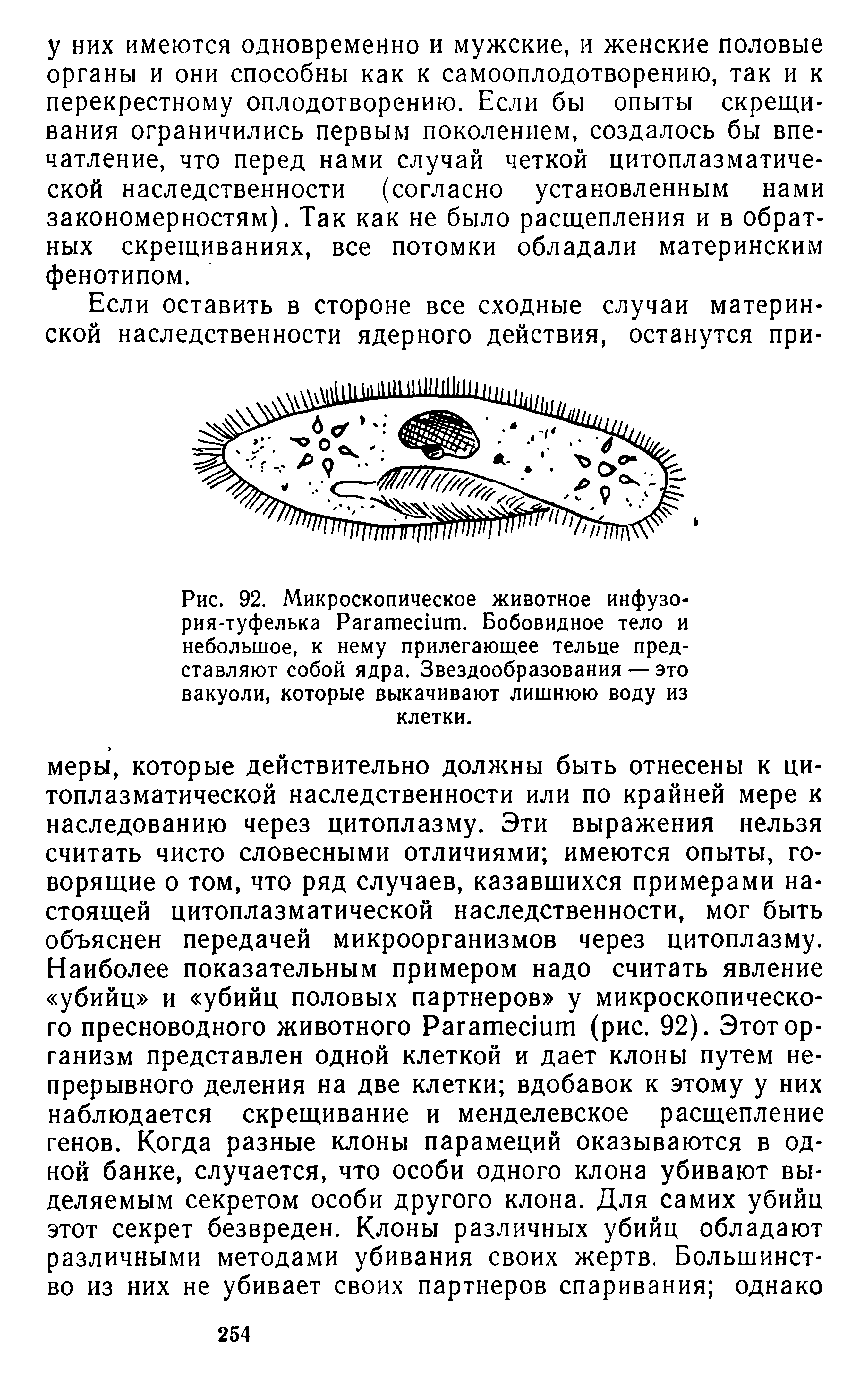 Рис. 92. Микроскопическое животное инфузория-туфелька P . Бобовидное тело и небольшое, к нему прилегающее тельце представляют собой ядра. Звездообразования — это вакуоли, которые выкачивают лишнюю воду из клетки.