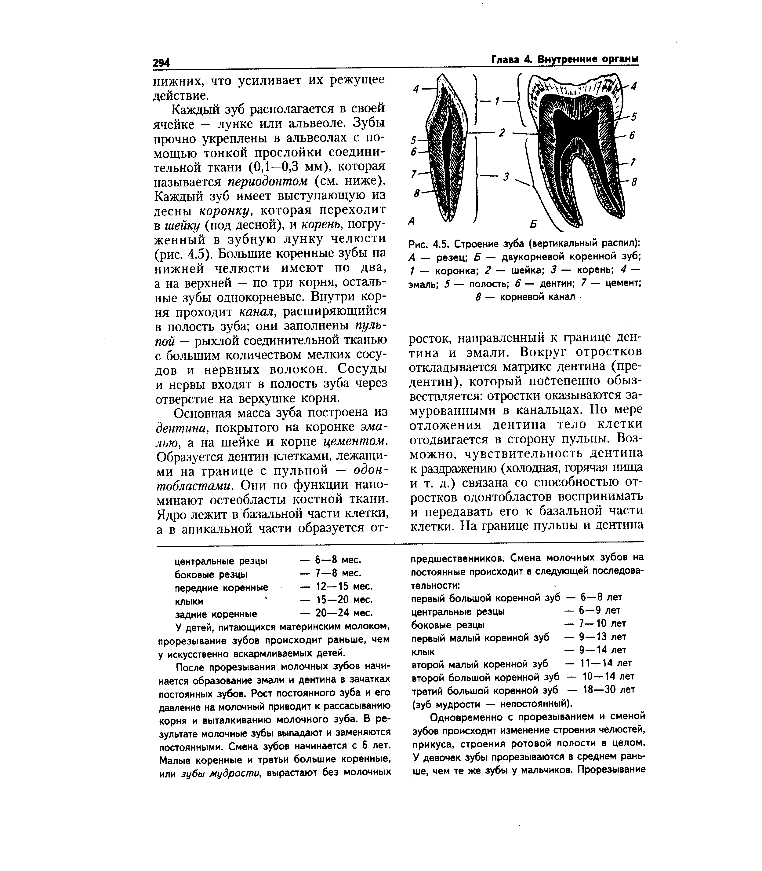 Рис. 4.5. Строение зуба (вертикальный распил) А — резец Б — двукорневой коренной зуб 1 — коронка 2 — шейка 3 — корень 4 — эмаль 5 — полость 6 — дентин 7 — цемент ...