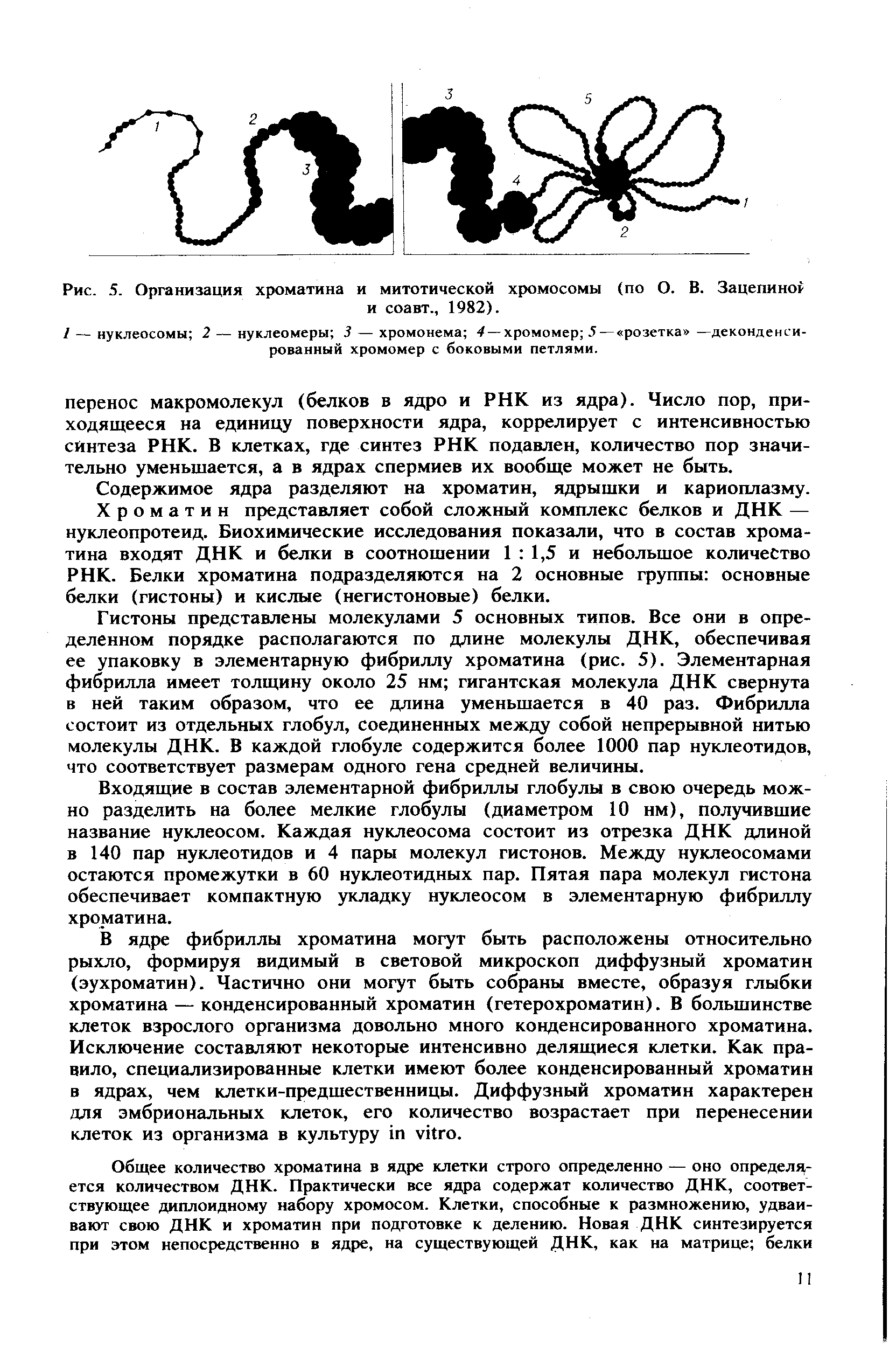 Рис. 5. Организация хроматина и митотической хромосомы (по О. В. Зацепиной и соавт., 1982).