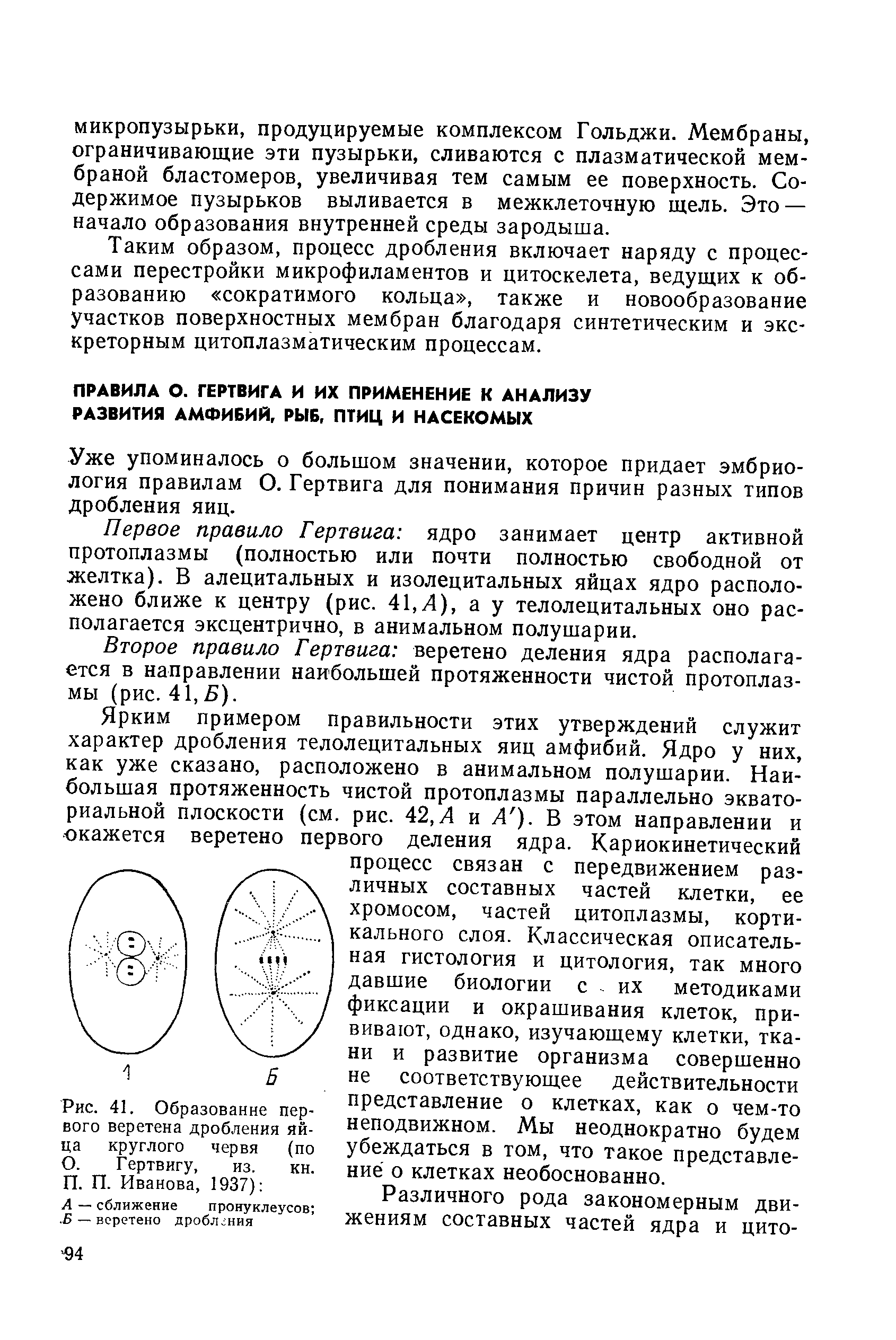 Рис. 41. Образование первого веретена дробления яйца круглого червя (по О. Гертвигу, из. кн. П. П. Иванова, 1937) ...