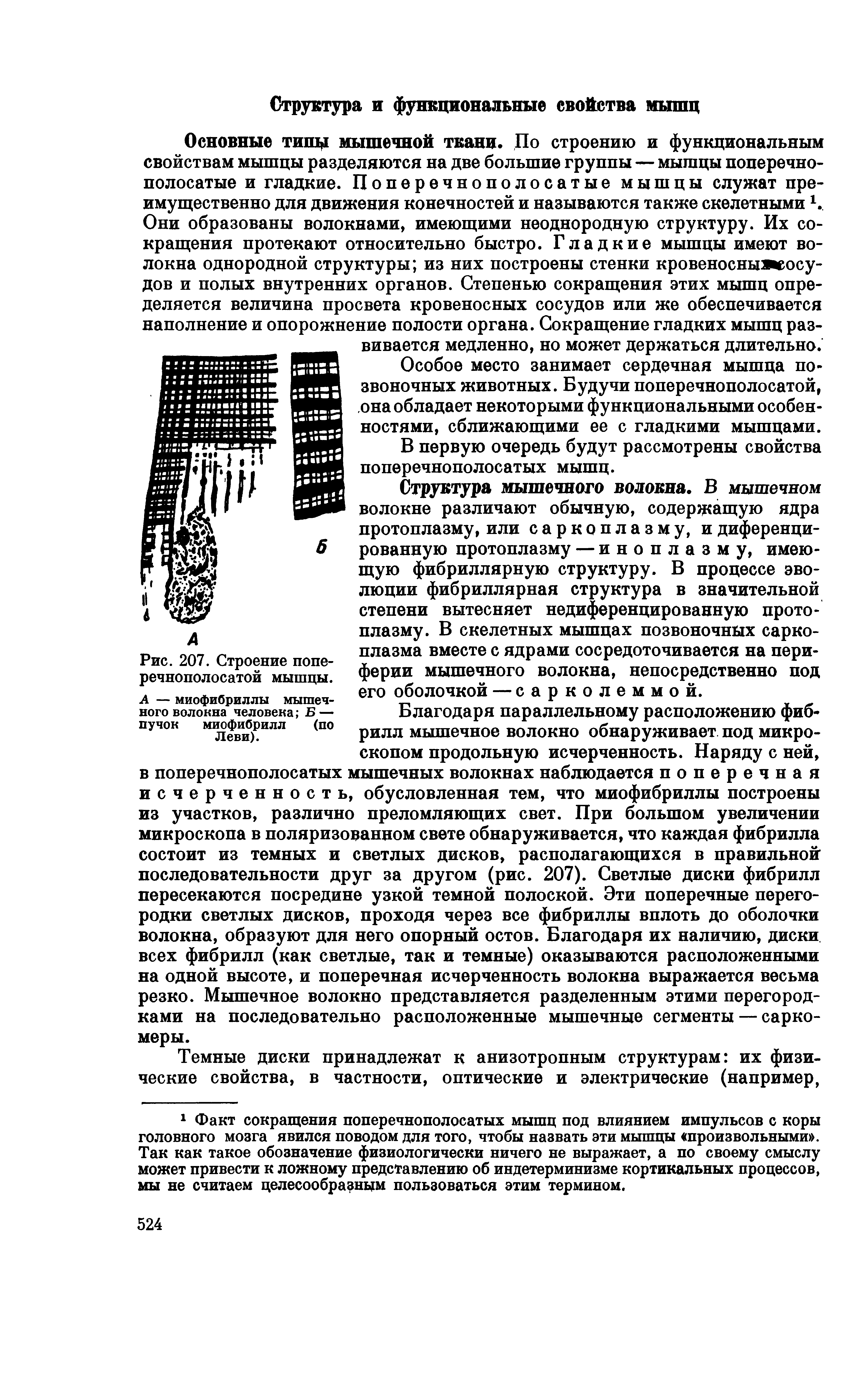 Рис. 207. Строение поперечнополосатой мышцы. А — миофибриллы мышечного волокна человека Б — пучок миофибрилл (по Леви).