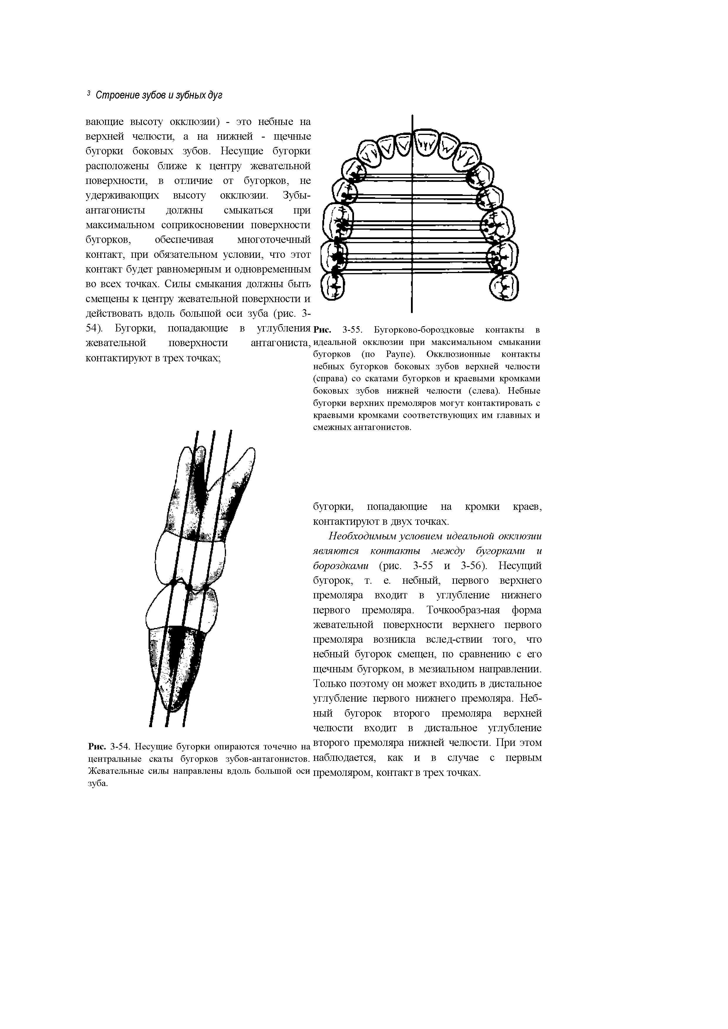Рис. 3-54. Несущие бугорки опираются точечно на второго премоляра нижней челюсти. При этом центральные скаты бугорков зубов-антагонистов, наблюдается, как и в случае с первым Жевательные силы направлены вдоль большой оси премоляром, контакт В трех точках, зуба.