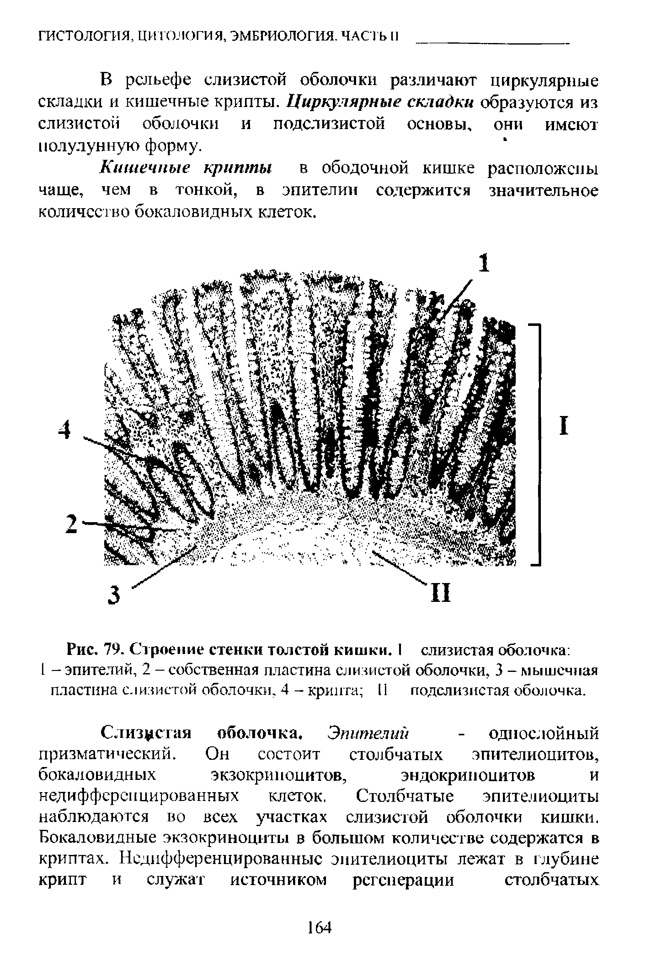 Рис. 79. Строение стенки толстой кишки. I слизистая оболочка ...