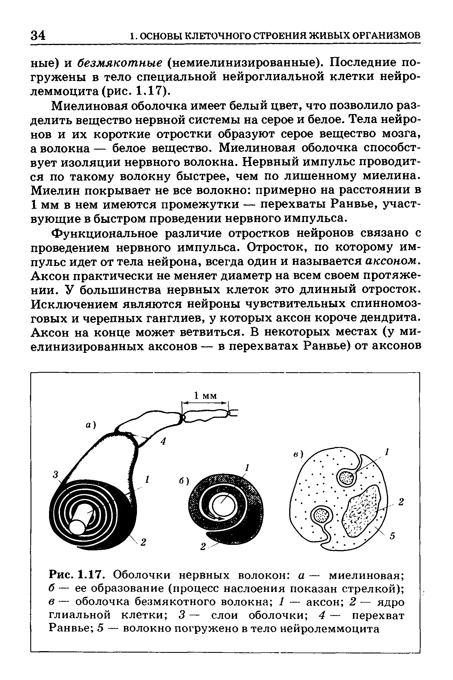 Рис. 1.17. Оболочки нервных волокон а — миелиновая б — ее образование (процесс наслоения показан стрелкой) в — оболочка безмякотного волокна 1 — аксон 2 — ядро глиальной клетки 3 — слои оболочки 4 — перехват Ранвье 5 — волокно погружено в тело нейролеммоцита...