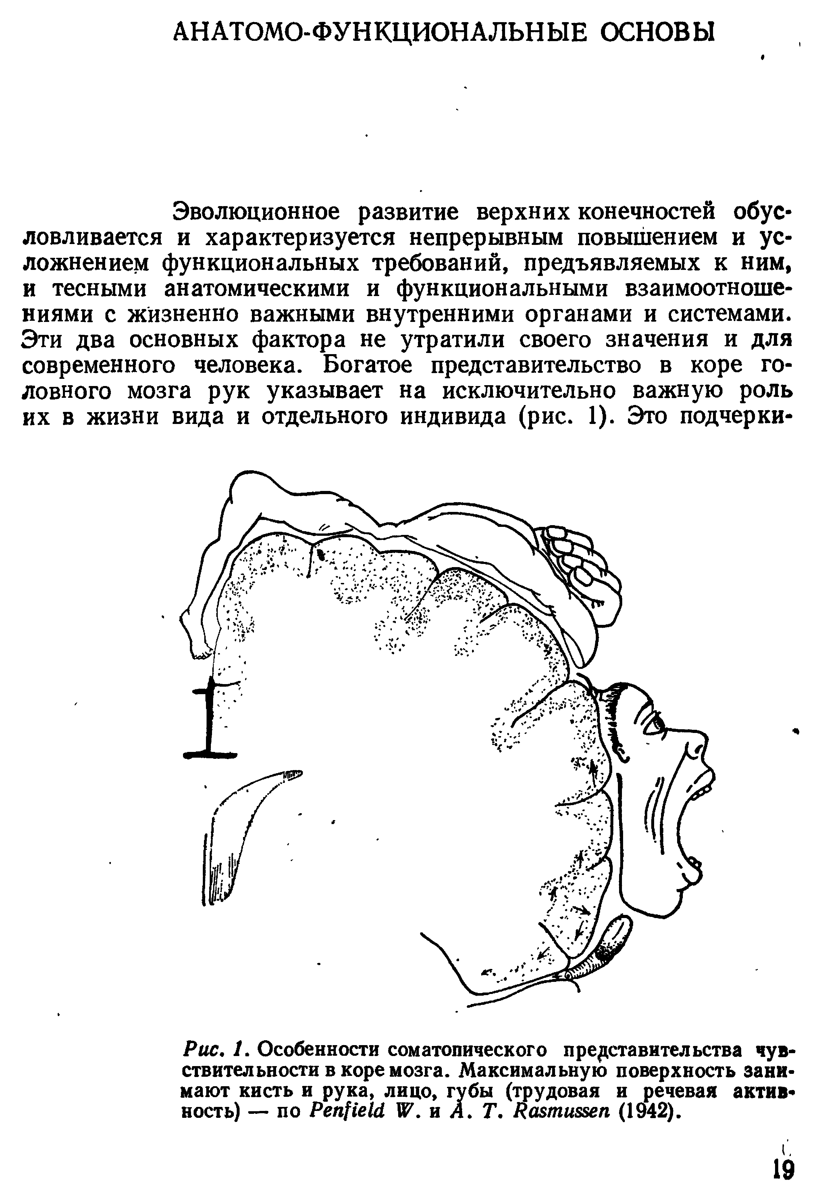 Рис. 1. Особенности соматопического представительства чувствительности в коре мозга. Максимальную поверхность занимают кисть и рука, лицо, губы (трудовая и речевая активность) — по P W. и А. Т. R (1942).