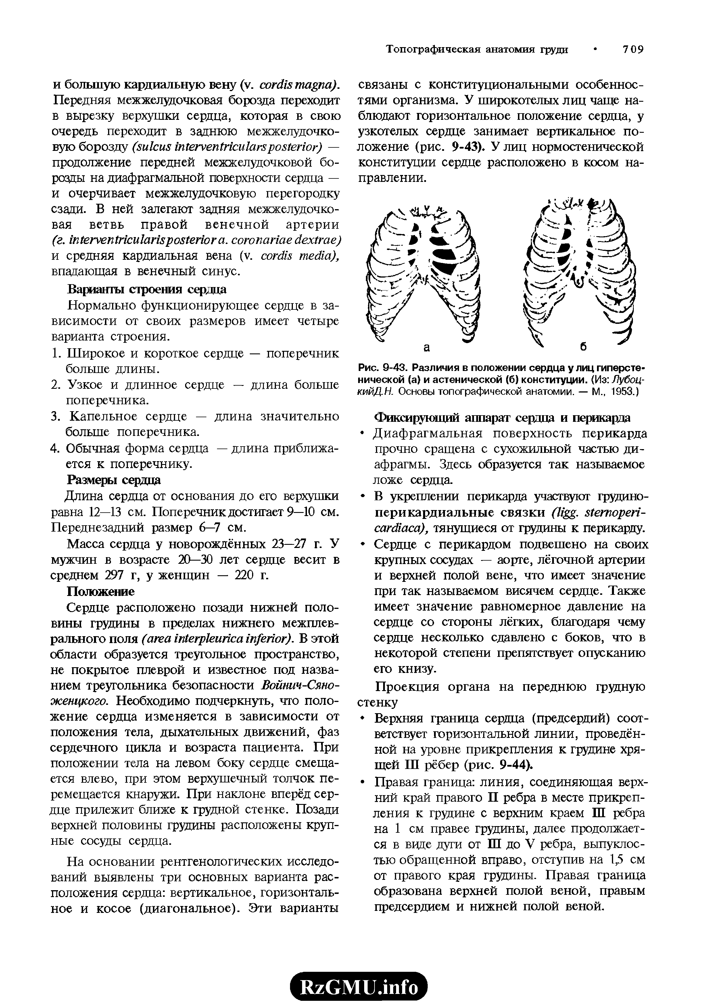 Рис. 9-43. Различия в положении сердца у лиц гиперстенической (а) и астенической (б) конституции. (Из Лубоц-КИЙД.Н. Основы топографической анатомии. — М., 1953.)...