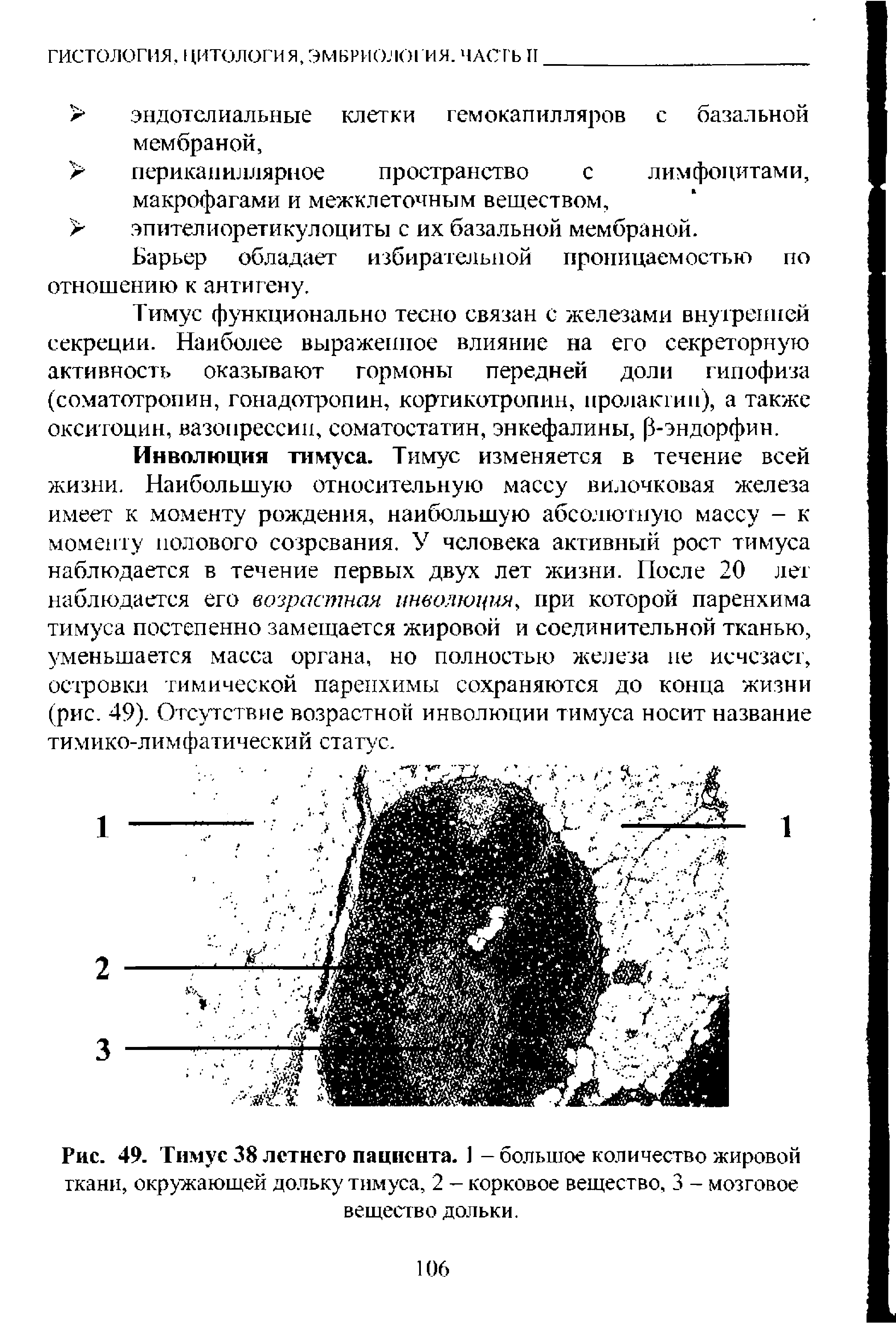 Рис. 49. Тимус 38 летнего пациента. 1 - большое количество жировой ткани, окружающей дольку тимуса, 2 - корковое вещество, 3 - мозговое вещество дольки.