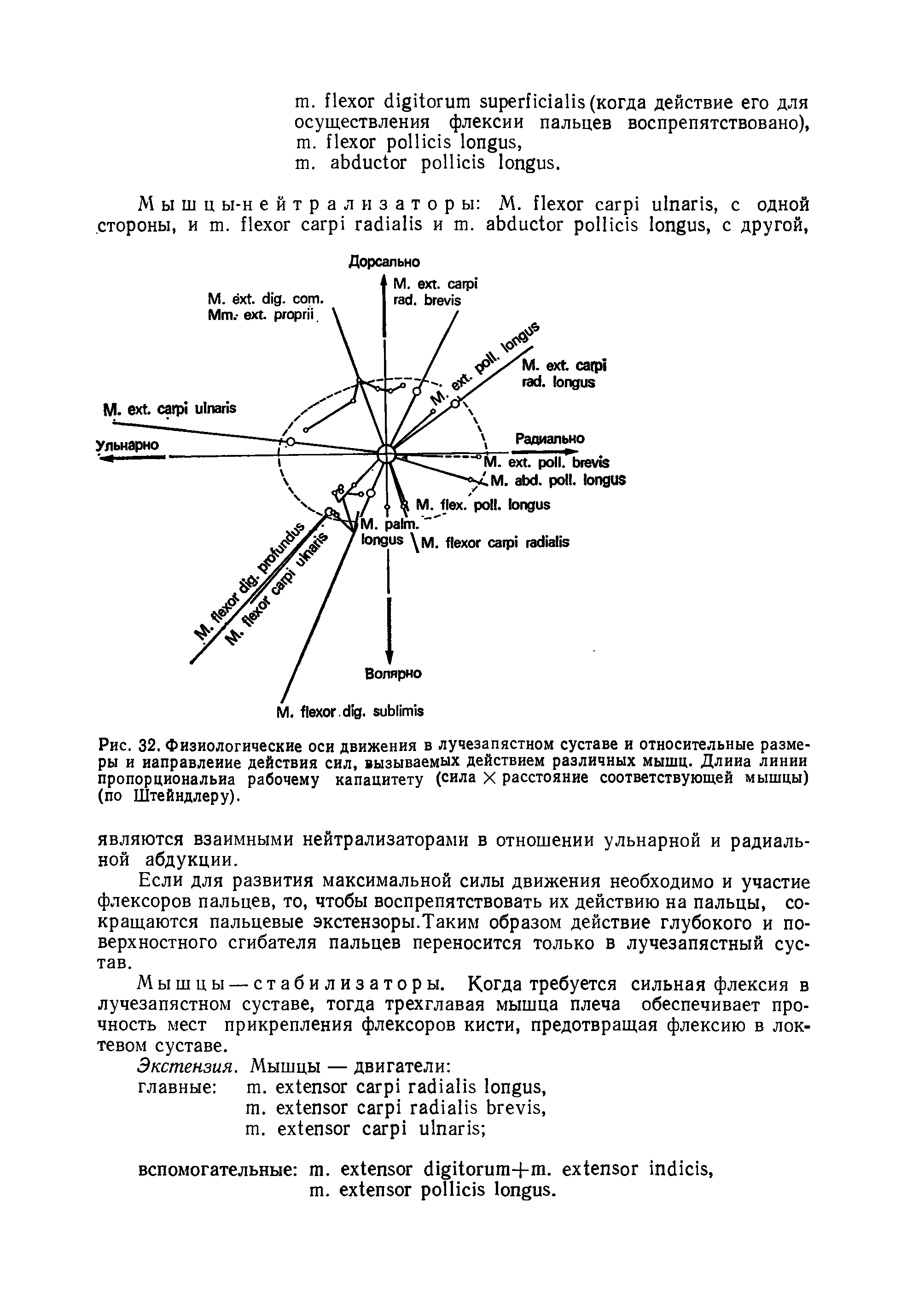 Рис. 32. Физиологические оси движения в лучезапястном суставе и относительные размеры и иаправлеиие действия сил, вызываемых действием различных мышц. Длина линии пропорциональна рабочему капацитету (сила X расстояние соответствующей мышцы) (по Штейндлеру).