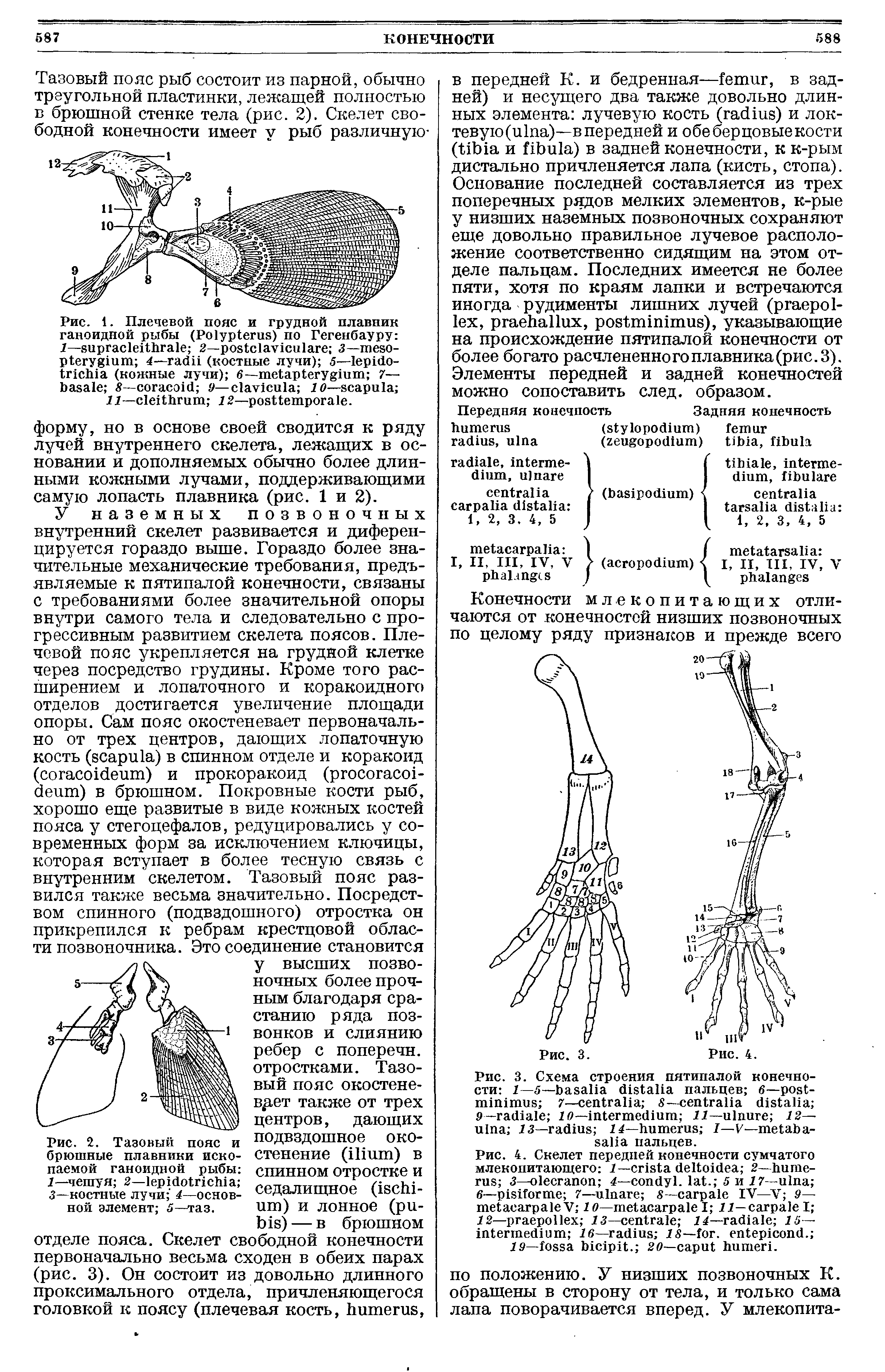 Рис. 1. Плечевой пояс и грудной плавник ганоидной рыбы (P ) по Гегенбауру 1— 2— 3— 4— (костные лучи) 5— - (кожные лучи) 6— 7— — 9— 10— ...