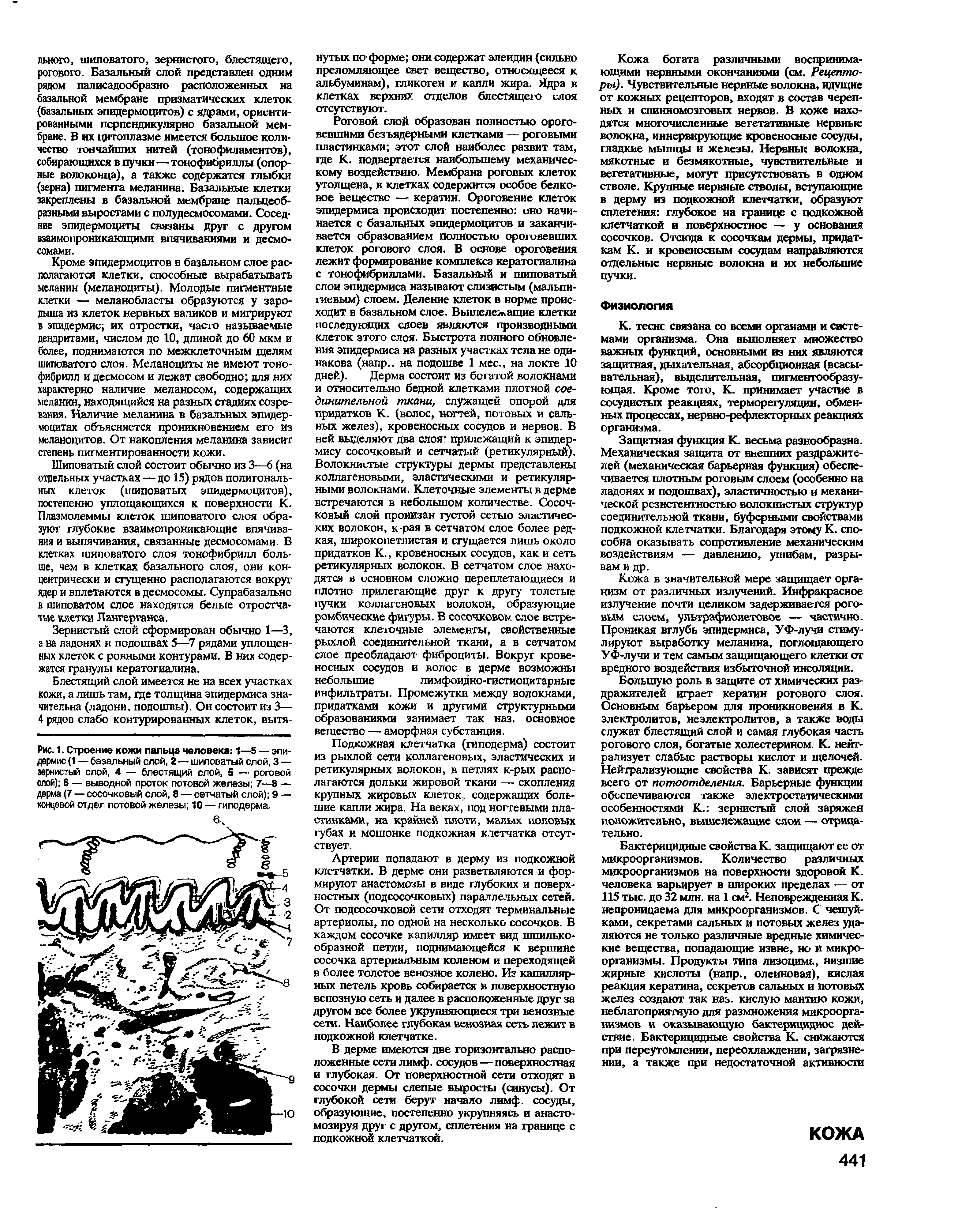 Рис. 1. Строение кожи пальца человека 1—5 — эпидермис (1 — базальный слой, 2 — шиповатый слой, 3 — зернистый слой, 4 — блестящий слой, 5 — роговой слой) 6 — выводной проток потовой железы 7—8 — дерма (7 — сосочковый слой, 8 — сетчатый слой) 9 — концевой отдел потовой железы 10 — гиподерма.