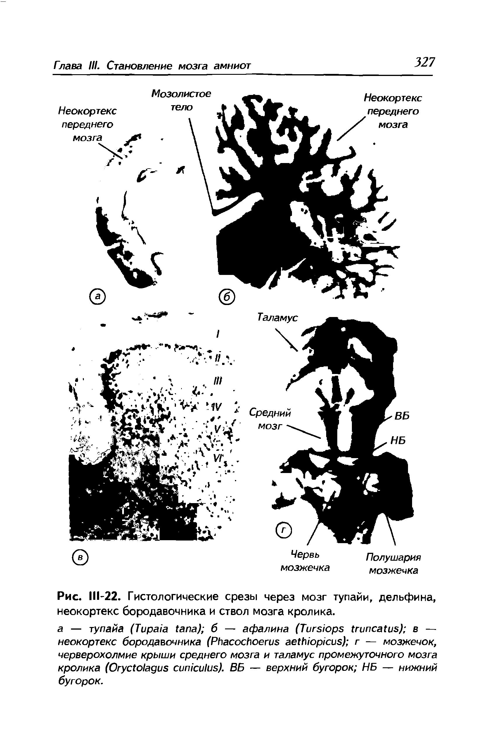Рис. 111-22. Гистологические срезы через мозг тупайи, дельфина, неокортекс бородавочника и ствол мозга кролика.