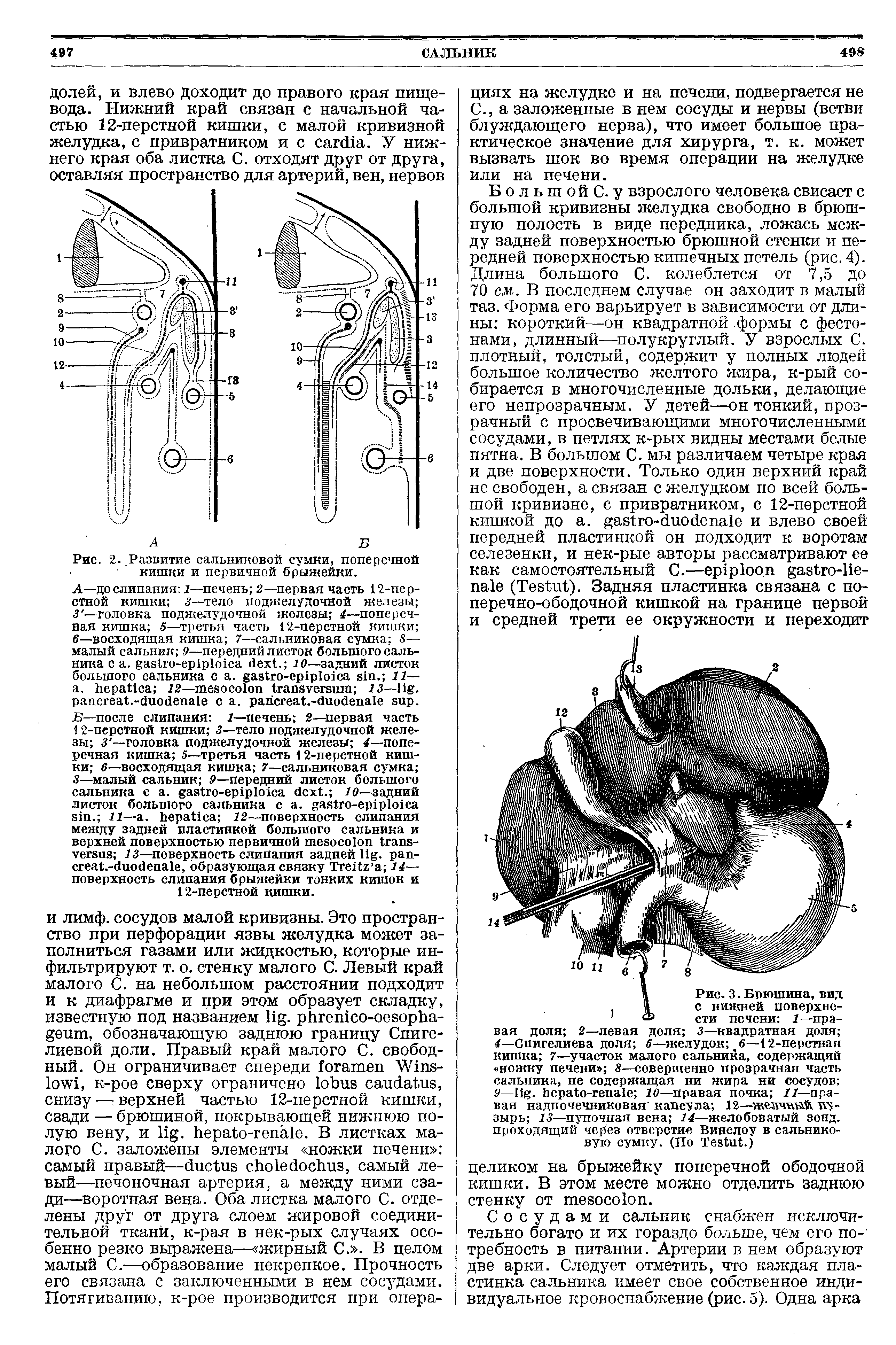 Рис. 2. Развитие сальниковой сумки, поперечной кишки и первичной брыжейки.