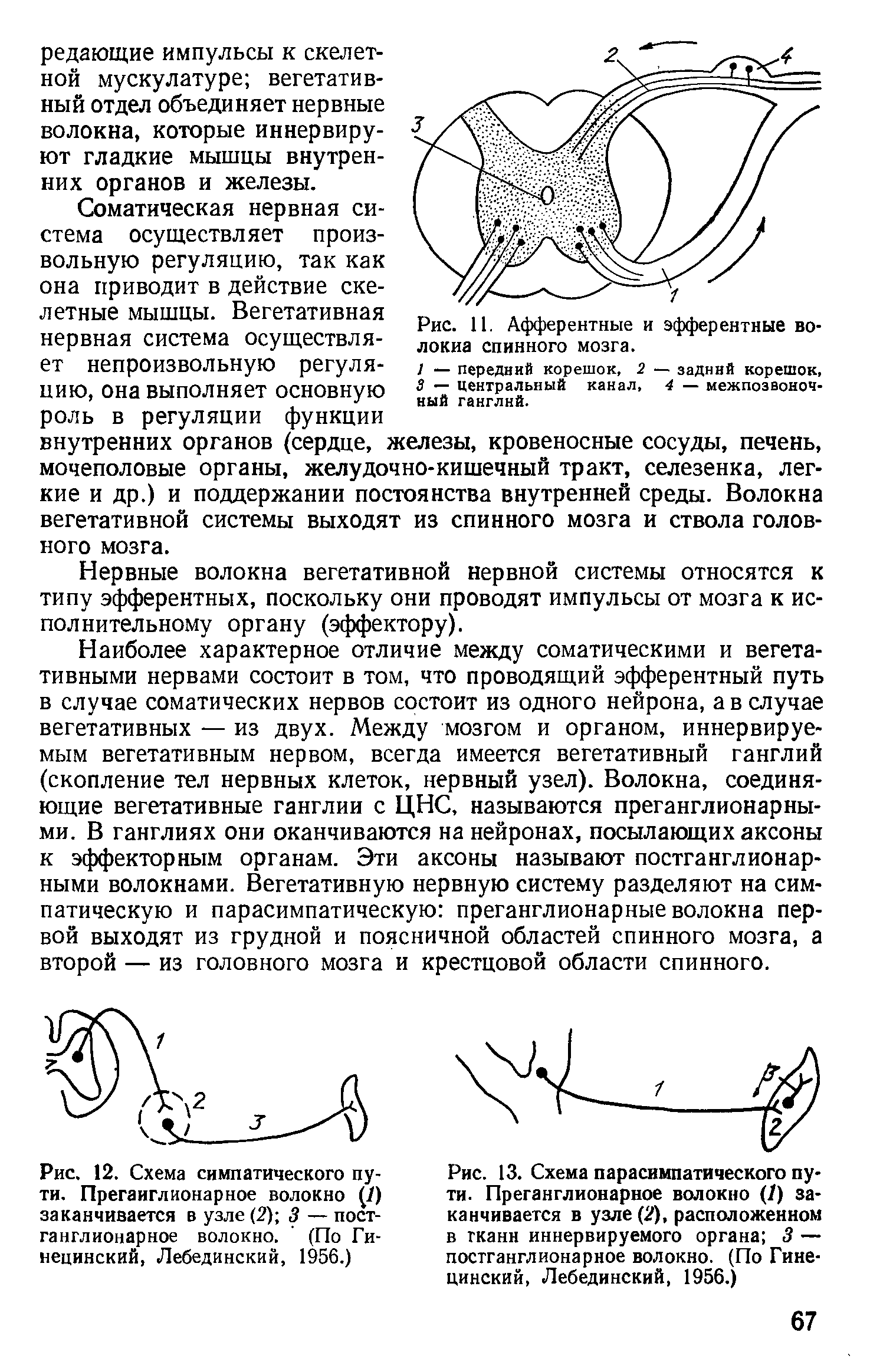 Рис. 13. Схема парасимпатического пути. Прегаиглионарное волокно (1) заканчивается в узле (2), расположенном в гканн иннервируемого органа 3 — постганглионарное волокно. (По Гине-цинский, Лебединский, 1956.)...