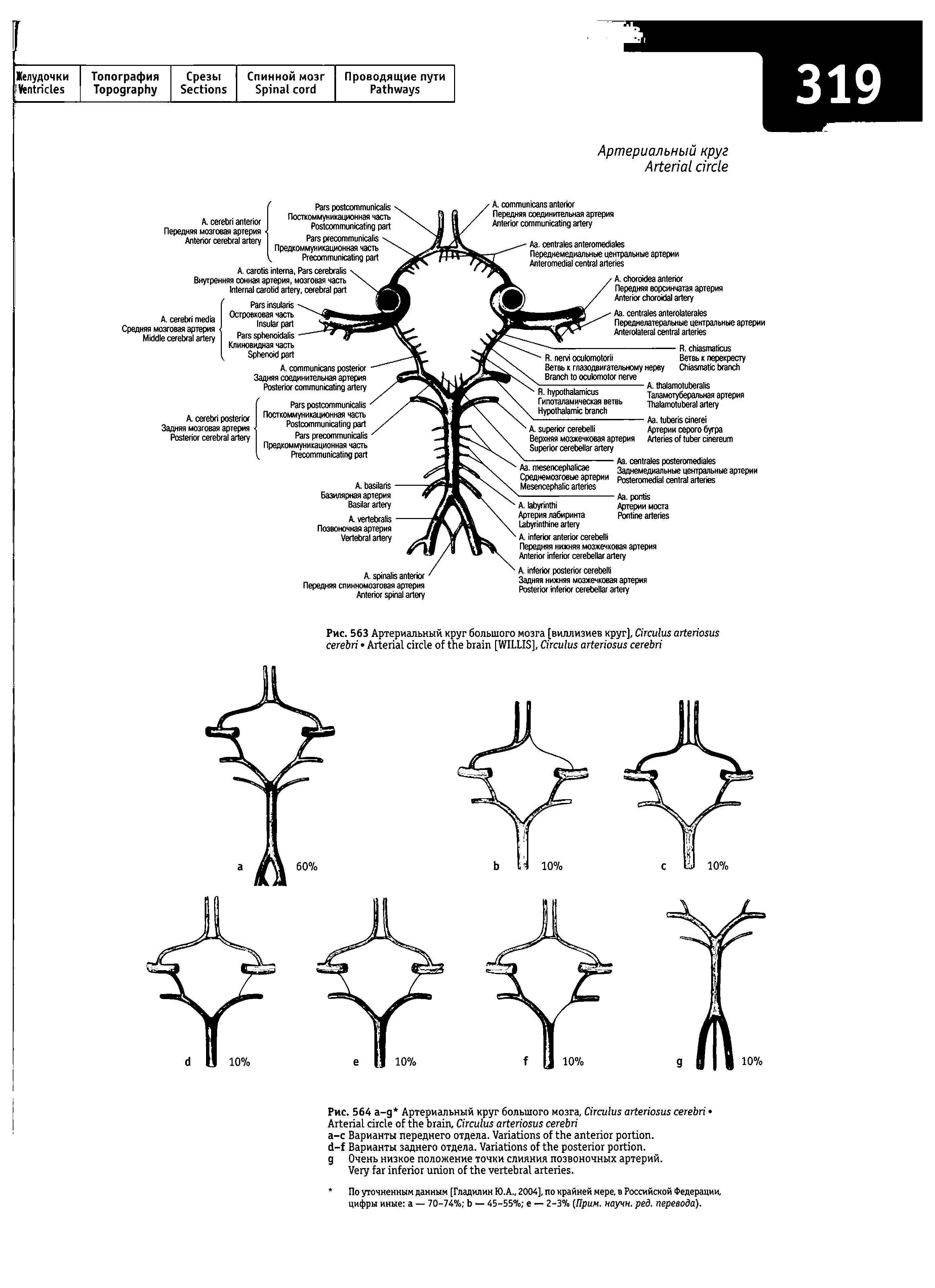 Рис. 563 Артериальный круг большого мозга [виллизиев круг], C A [WILLIS], C ...