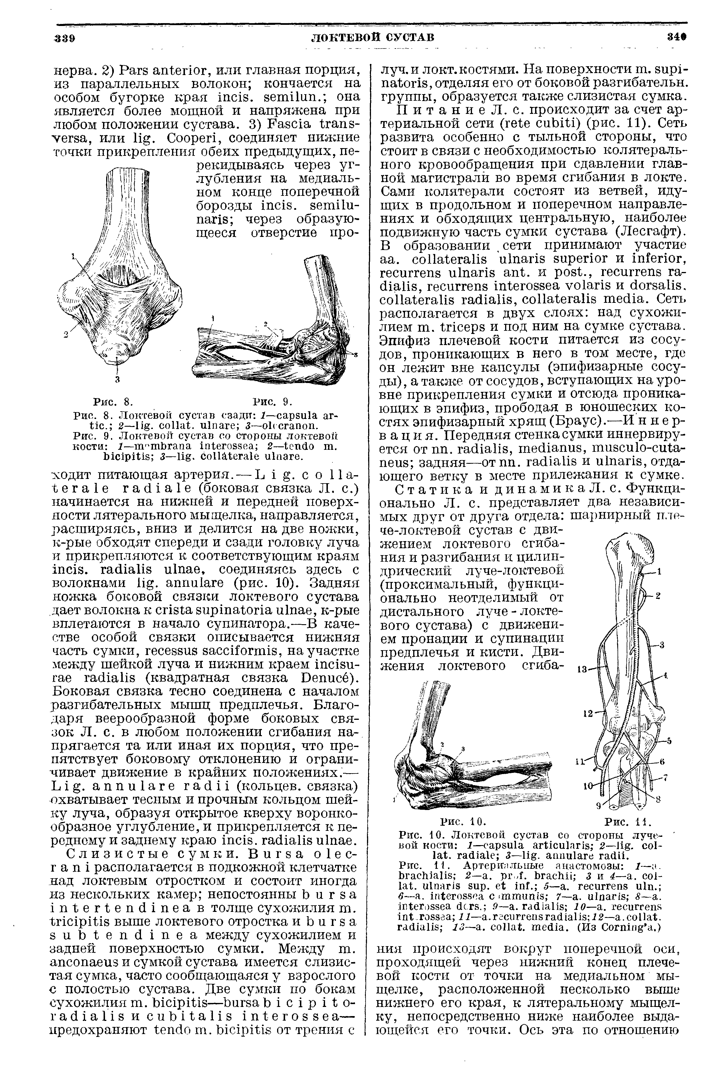 Рис. 8. Локтевой сустав сзади 1— аг- . 2— . , 3 .