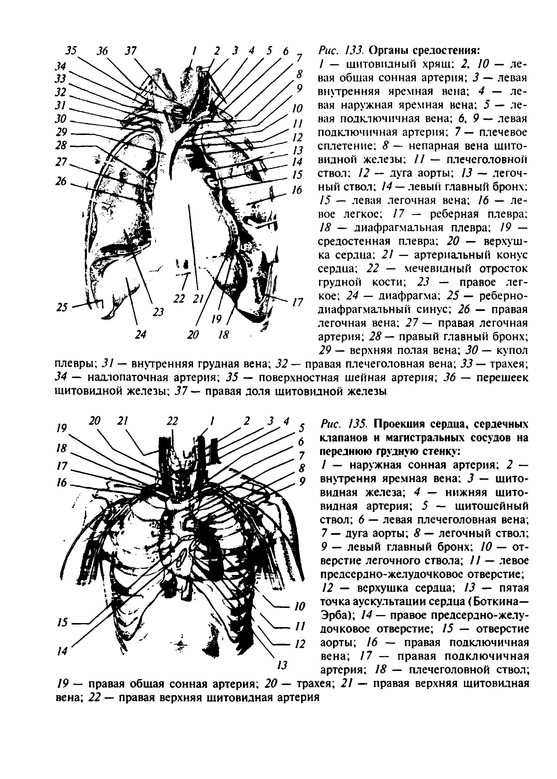 Рис. 135. Проекция сердца, сердечных клапанов и магистральных сосудов на переднюю грудную стенку ...