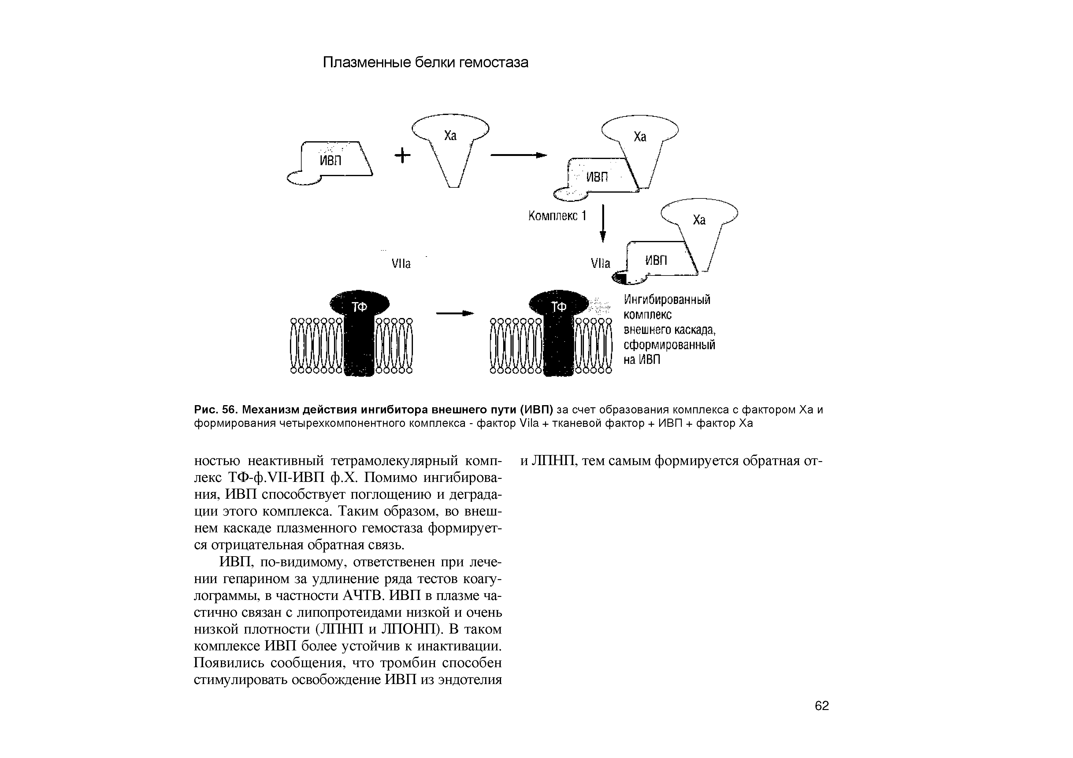 Рис. 56. Механизм действия ингибитора внешнего пути (ИВП) за счет образования комплекса с фактором Ха и формирования четырехкомпонентного комплекса - фактор V + тканевой фактор + ИВП + фактор Ха...