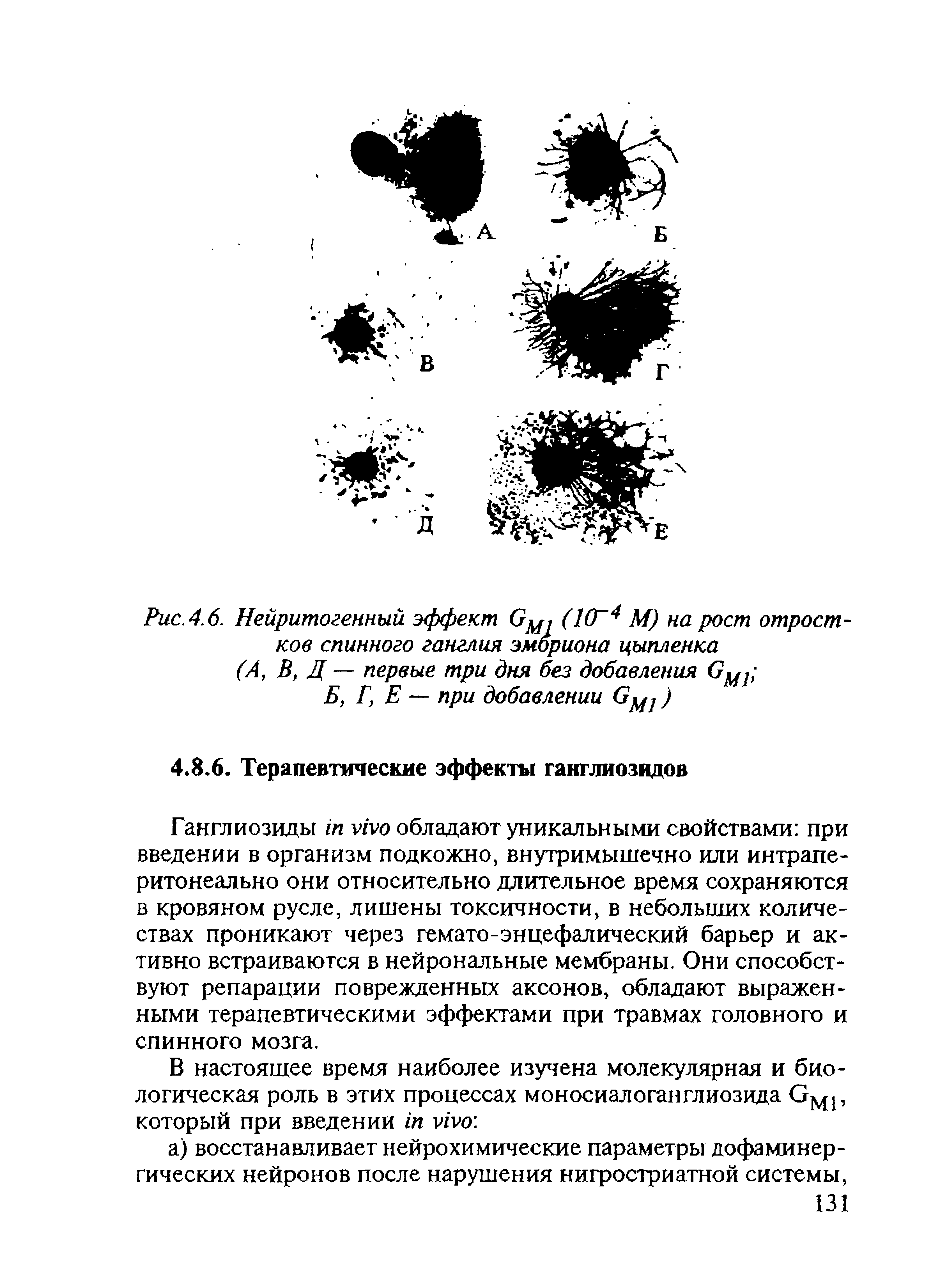 Рис. 4.6. Нейритогенный эффект GM1 (КГ4 М) на рост отростков спинного ганглия эмбриона цыпленка (А, В, Д — первые три дня без добавления GMJ>...