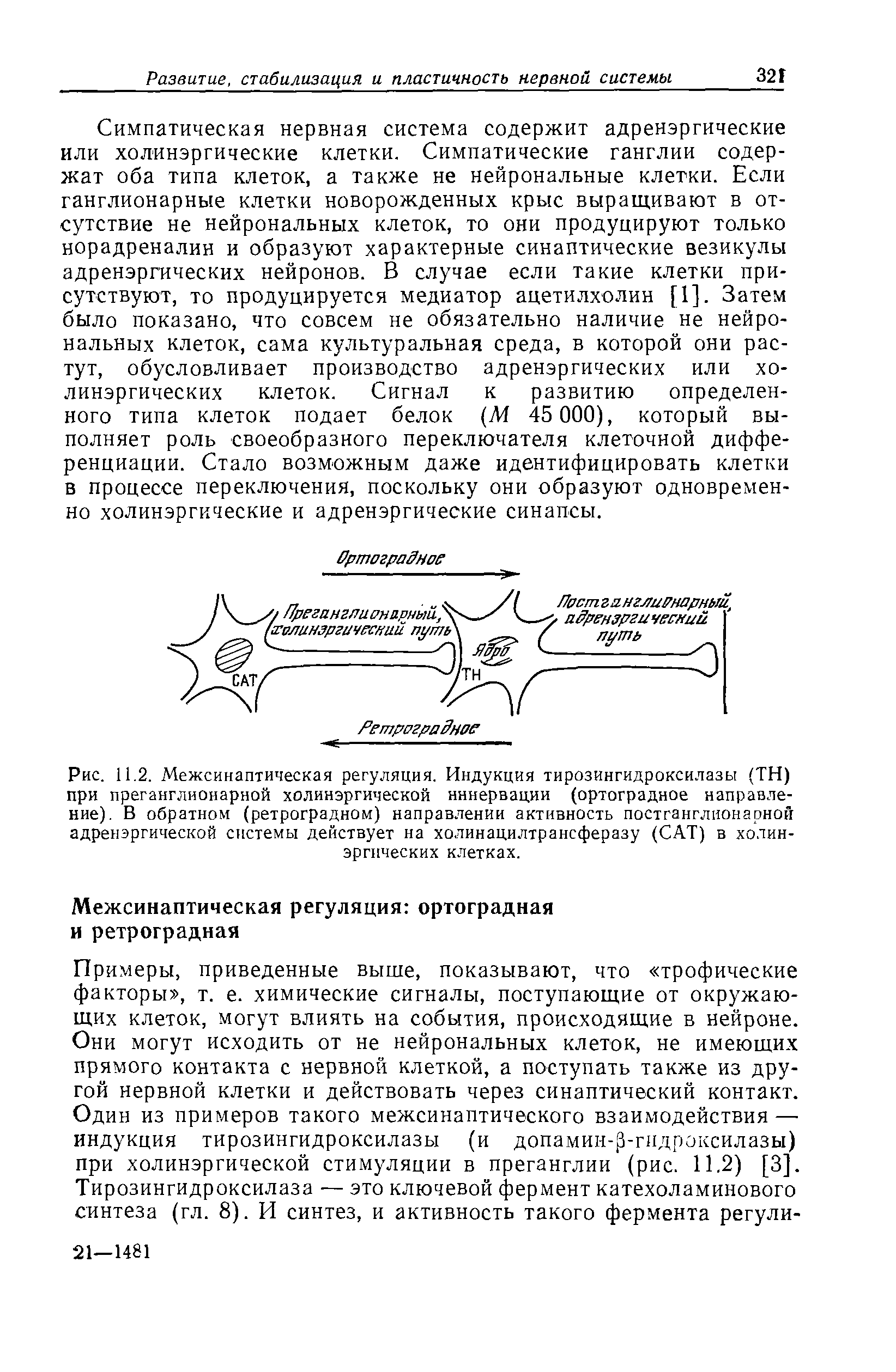 Рис. 11.2. Межсинаптическая регуляция. Индукция тирозингидроксилазы (TH) при преганглионарной холинэргической иннервации (ортоградное направление). В обратном (ретроградном) направлении активность постганглионарной адренэргической системы действует на холинацилтрансферазу (CAT) в холин-эргических клетках.