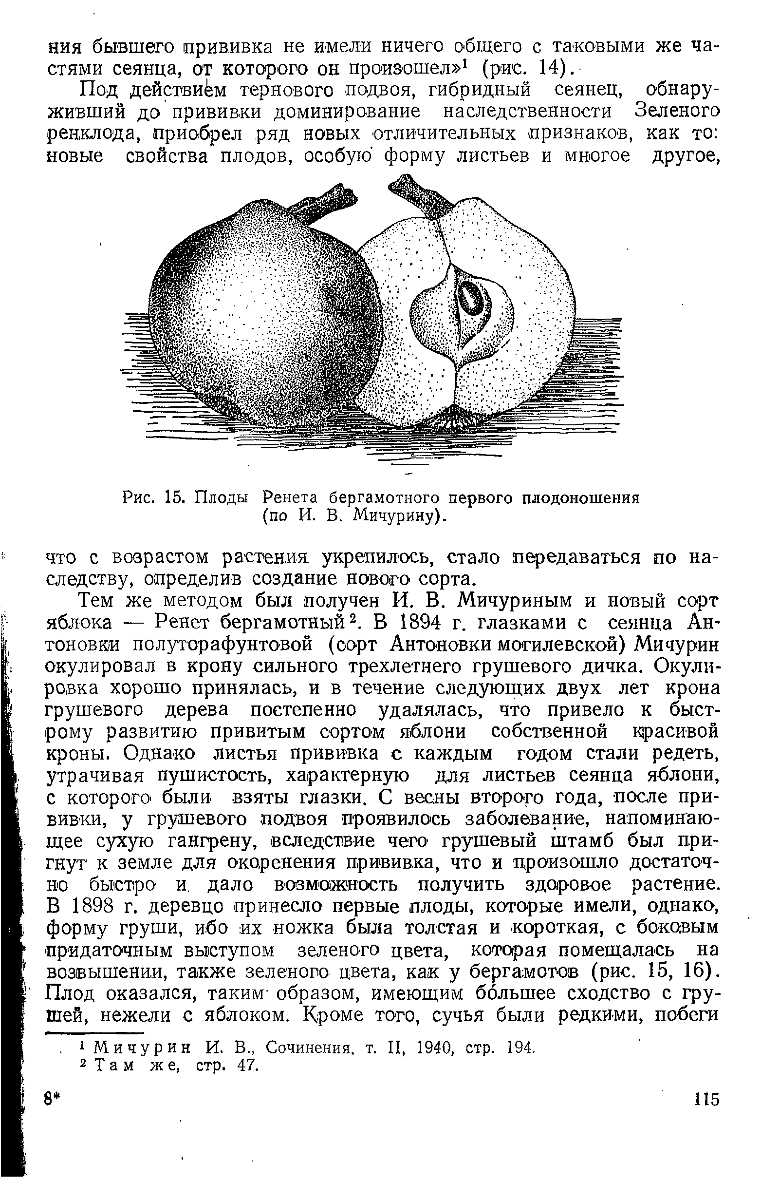 Рис. 15. Плоды Ренета бергамотного первого плодоношения (по И. В. Мичурину).