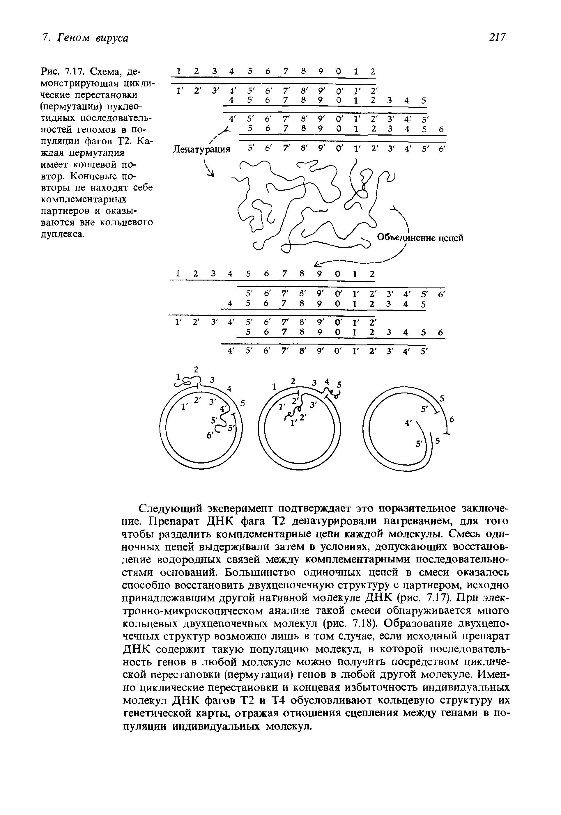 Рис. 7.17. Схема, демонстрирующая циклические перестановки (пермутации) нуклеотидных последовательностей геномов в популяции фагов Т2. Каждая пермутация имеет концевой повтор. Концевые повторы не находят себе комплементарных партнеров и оказываются вне кольцевого дуплекса.