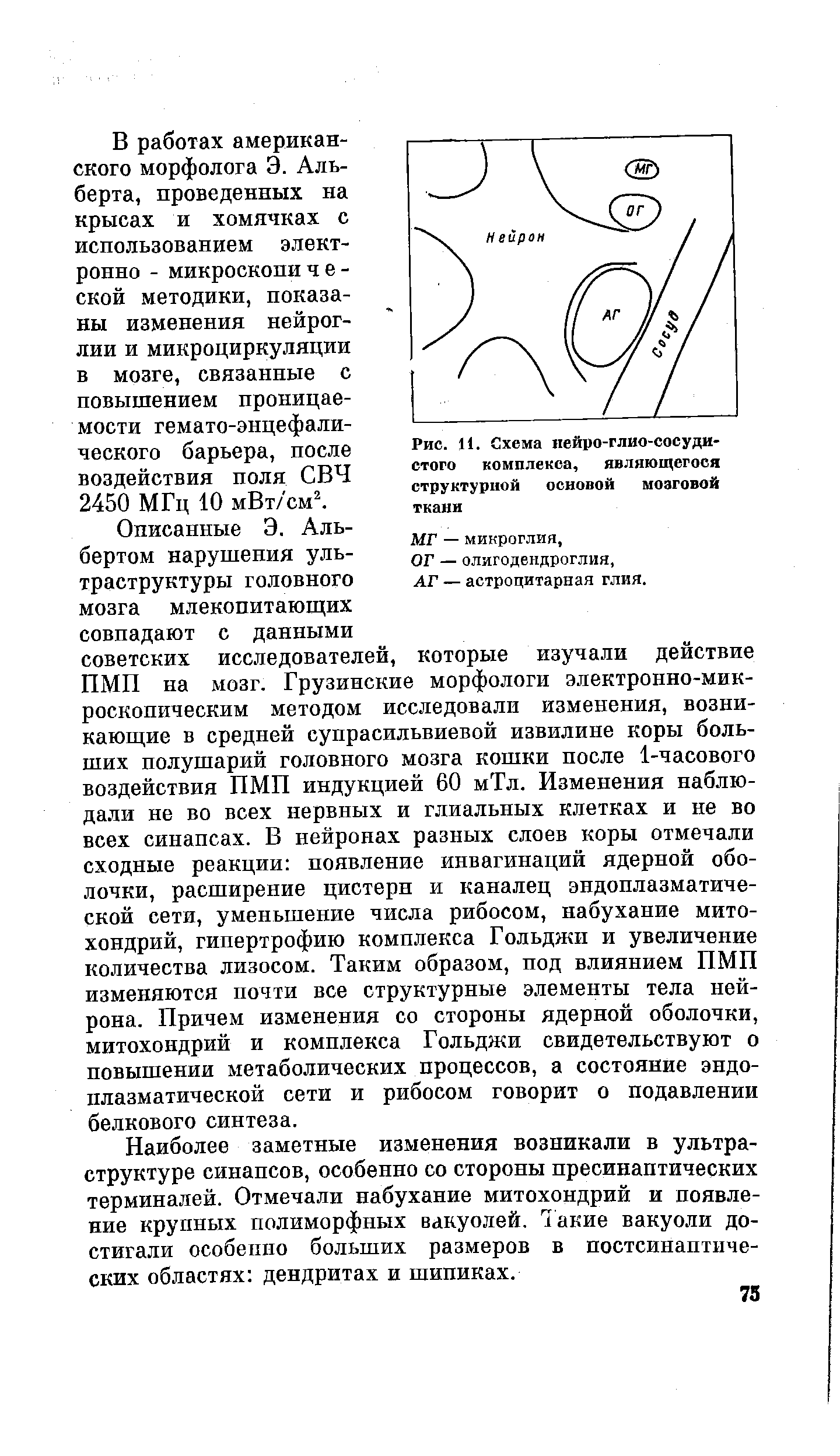 Рис. 11. Схема нейро-глио-сосуди-стого комплекса, являющегося структурной основой мозговой ткани...