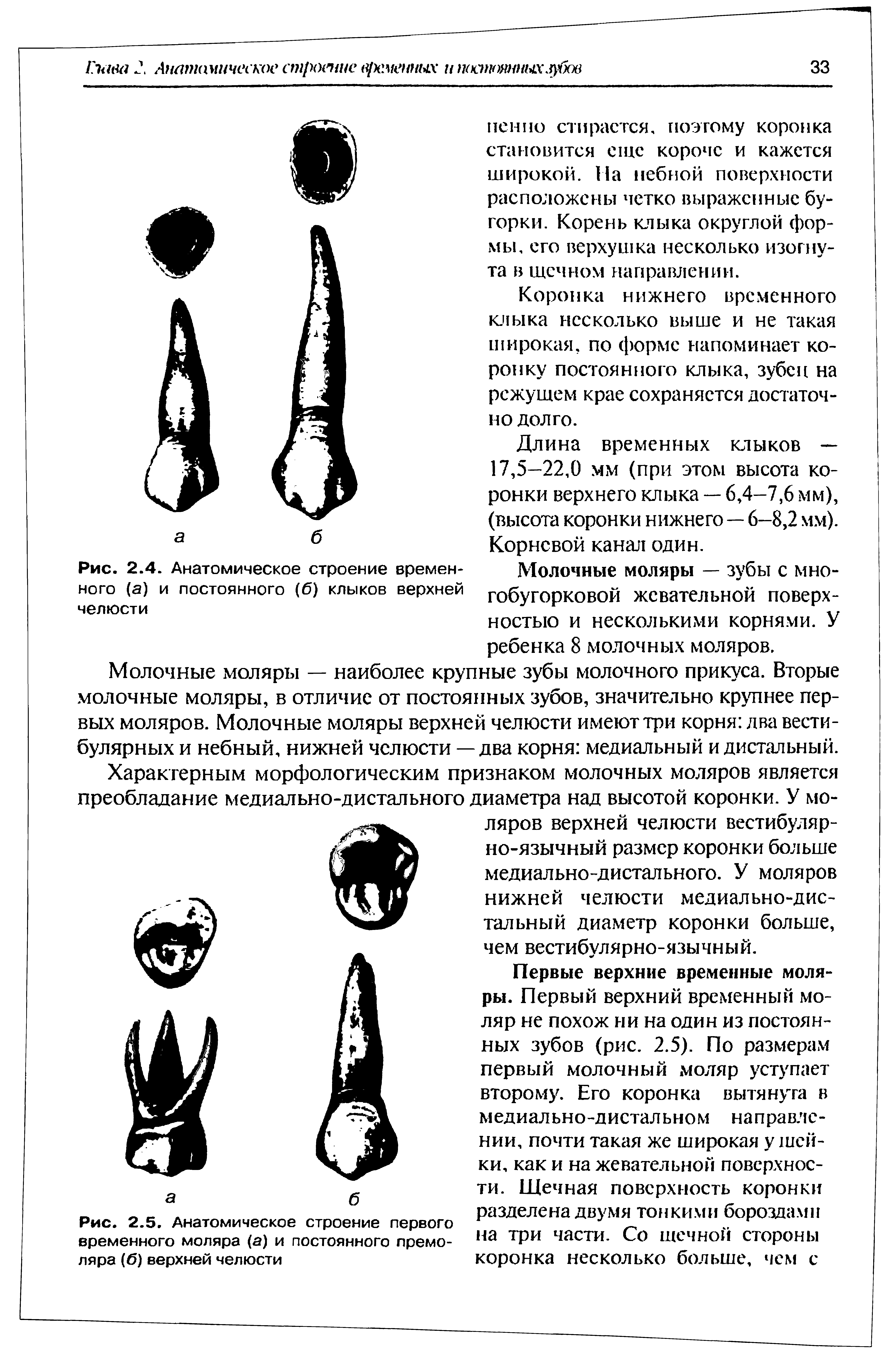 Рис. 2.5. Анатомическое строение первого временного моляра (а) и постоянного премоляра (б) верхней челюсти...