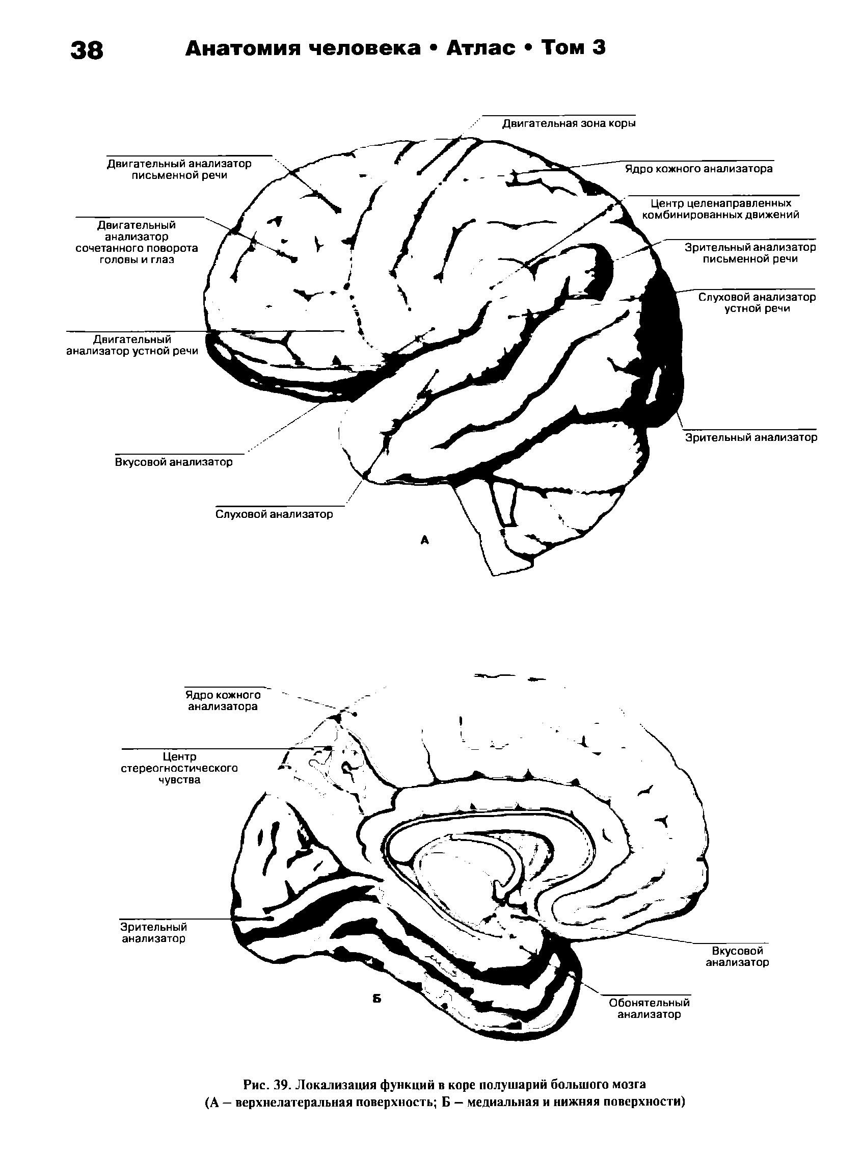 Рис. 39. Локализация функций в коре полушарий большого мозга (А — верхнелатеральная поверхность Б — медиальная и нижняя поверхности)...