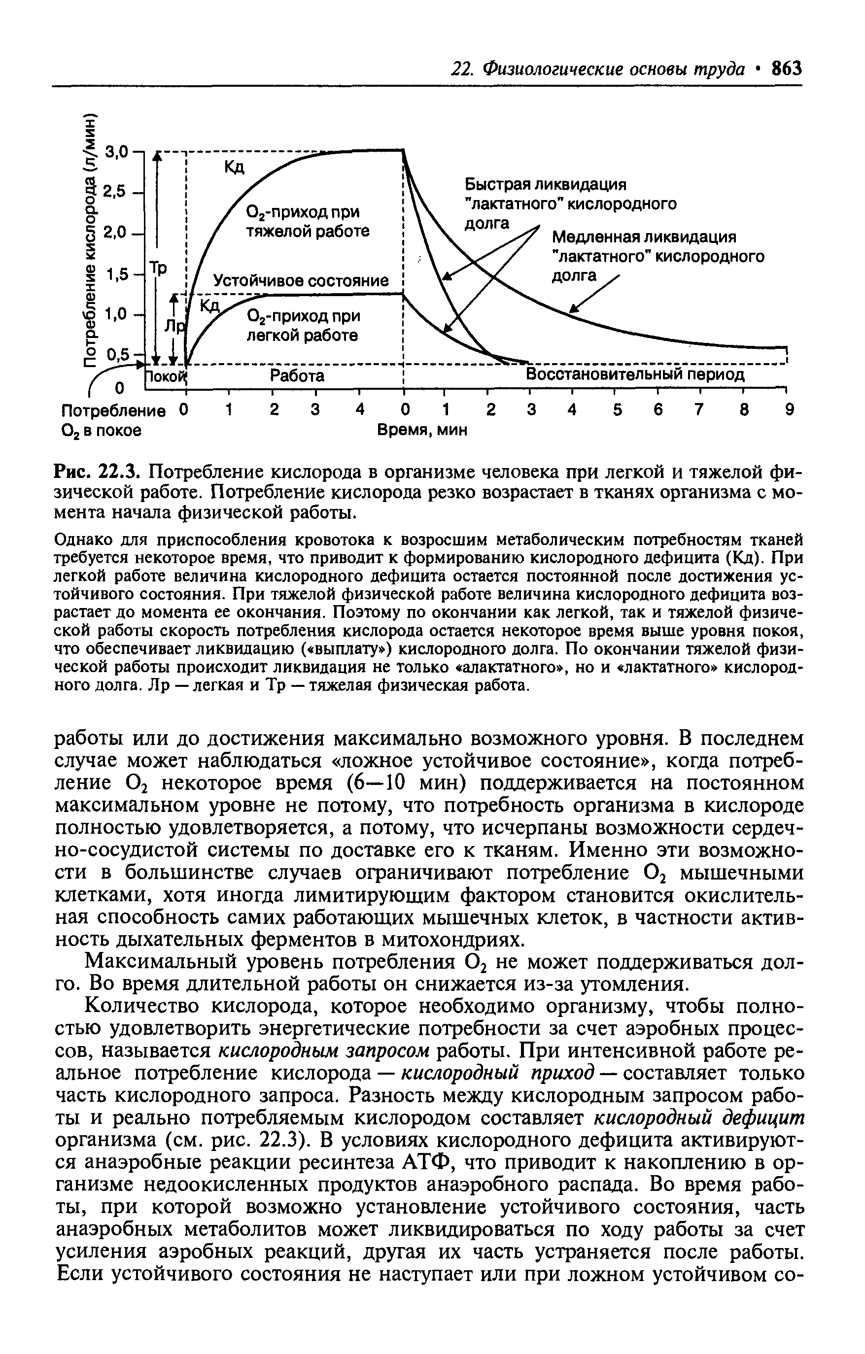 Рис. 22.3. Потребление кислорода в организме человека при легкой и тяжелой физической работе. Потребление кислорода резко возрастает в тканях организма с момента начала физической работы.