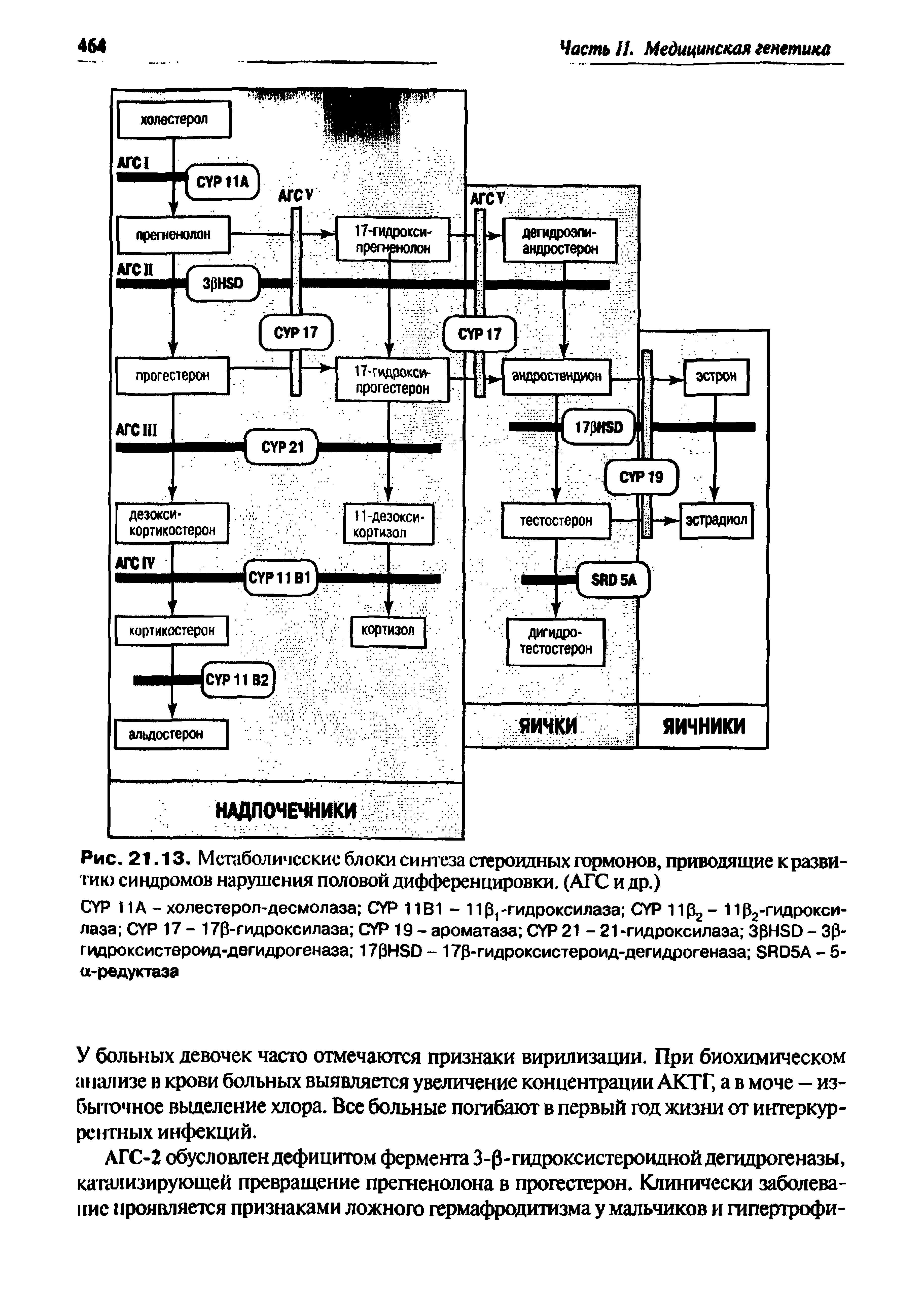 Рис. 21.13. Метаболические блоки синтеза стероидных гормонов, приводящие кразви-тию синдромов нарушения половой дифференцировки. (АТС и др.)...