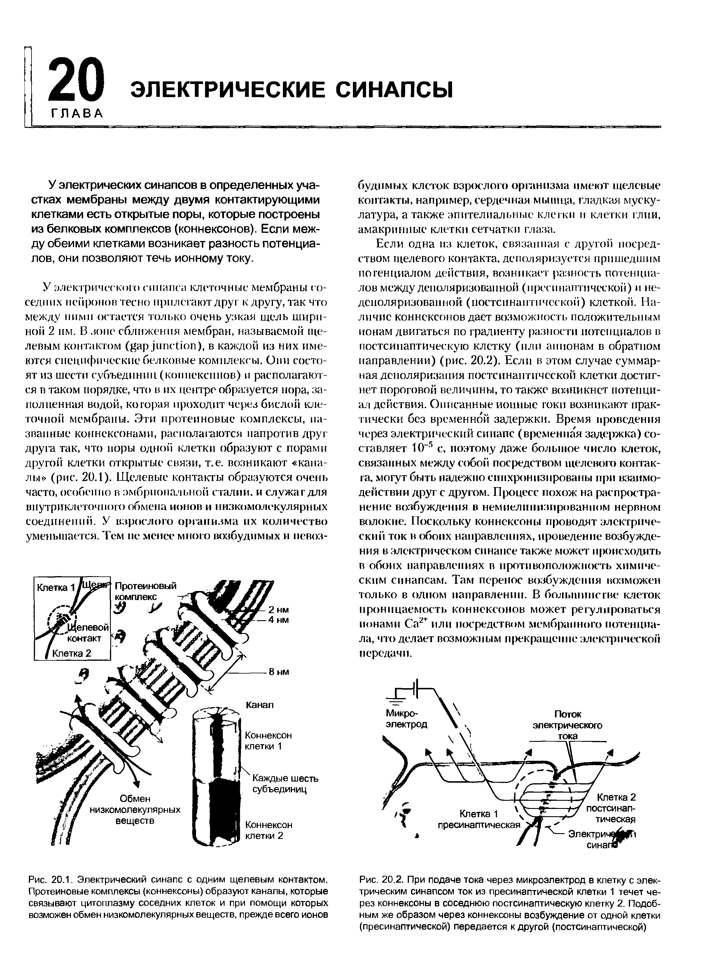 Рис. 20.2. При подаче тока через микроэлектрод в клетку с электрическим синапсом ток из пресинаптической клетки 1 течет через коннексоны в соседнюю постсинаптическую клетку 2. Подобным же образом через коннексоны возбуящение от одной клетки (пресинаптической) передается к другой (постсинаптической)...