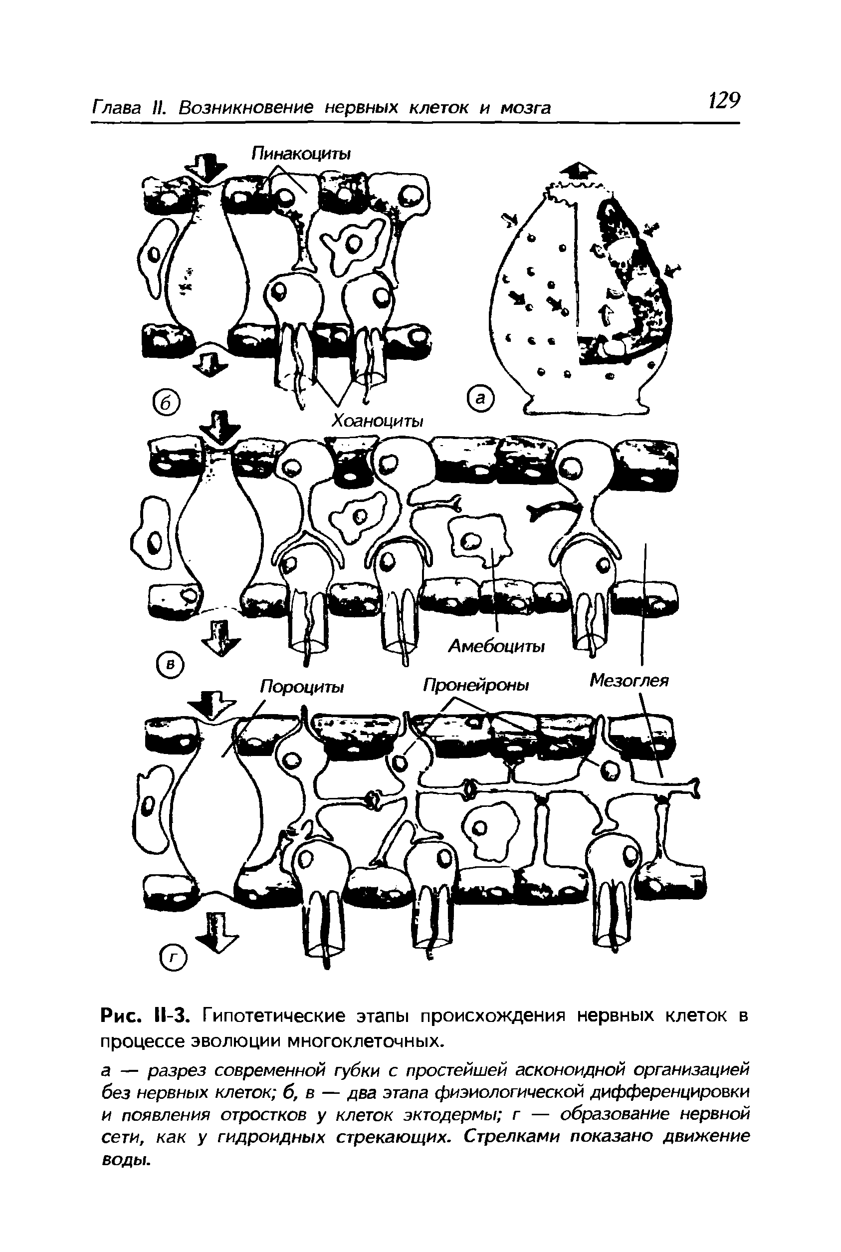 Рис. 11-3. Гипотетические этапы происхождения нервных клеток в процессе эволюции многоклеточных.