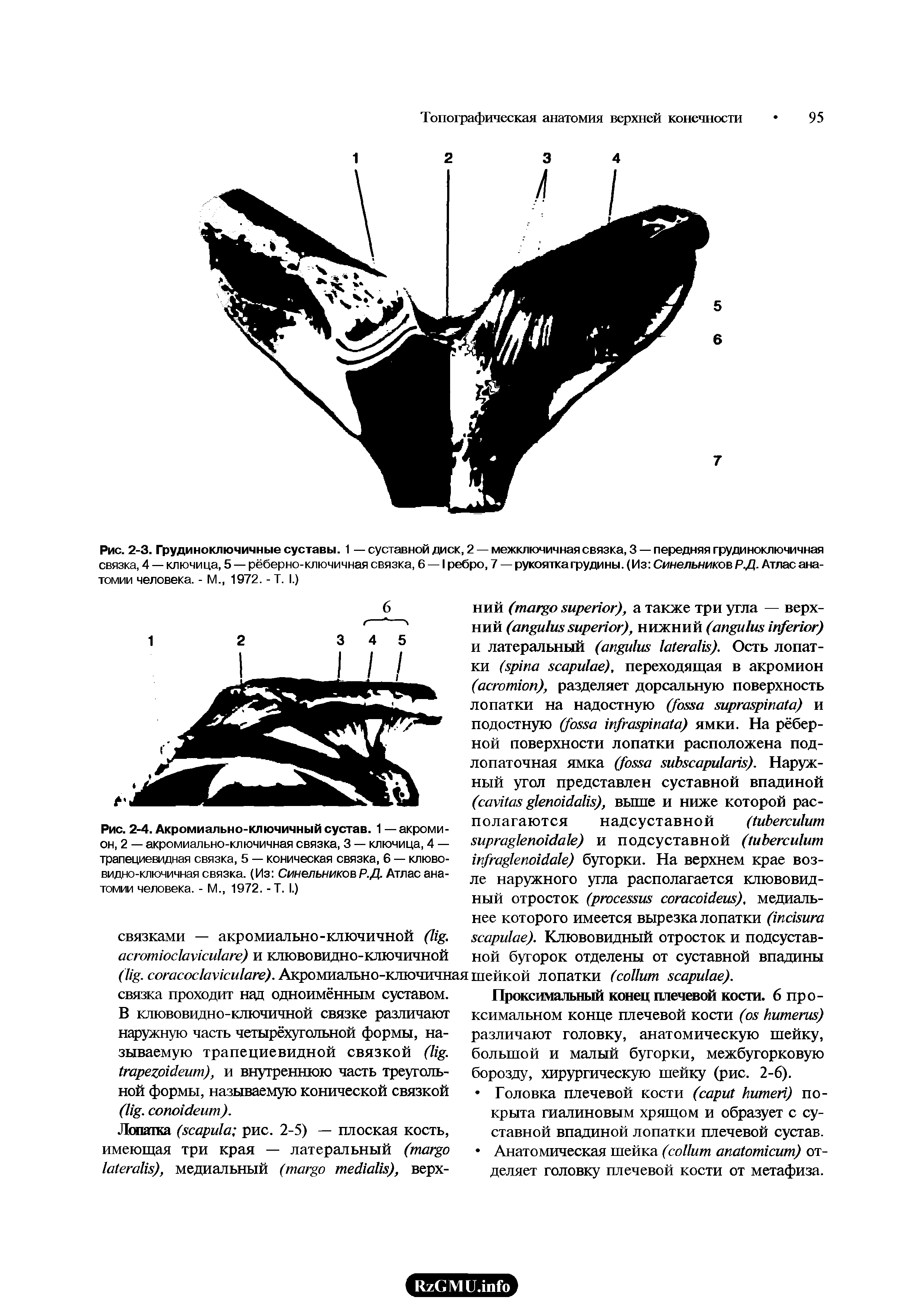 Рис. 2-3. Грудиноключичные суставы. 1 — суставной диск, 2 — межключичная связка, 3 — передняя грудиноключичная связка, 4 — ключица, 5 — рёберно-ключичная связка, 6 — I ребро, 7 — рукоятка грудины. (Из Синельников Р.Д. Атлас анатомии человека. - М., 1972. - Т. I.)...