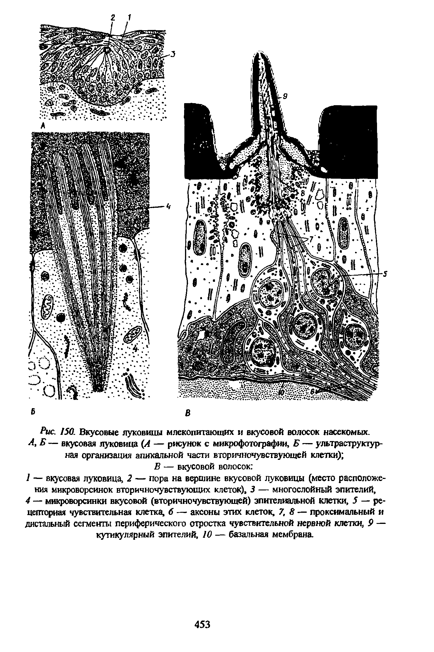 Рис. 150. Вкусовые луковицы млекопитающих и вкусовой волосок насекомых. Л Б — вкусовая луковица (Л — рисунок с микрофотографии, Б — ультраструктур-ная организация апикальной части вторичночувствующей клетки) ...