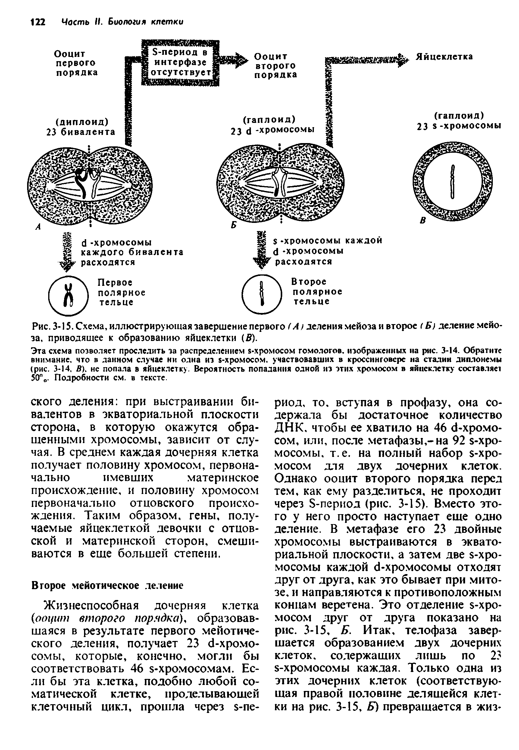 Рис. 3-15. Схема, иллюстрирующая завершение первого Г А) деления мейоза и второе (Б) деление мейо-за, приводящее к образованию яйцеклетки (В).