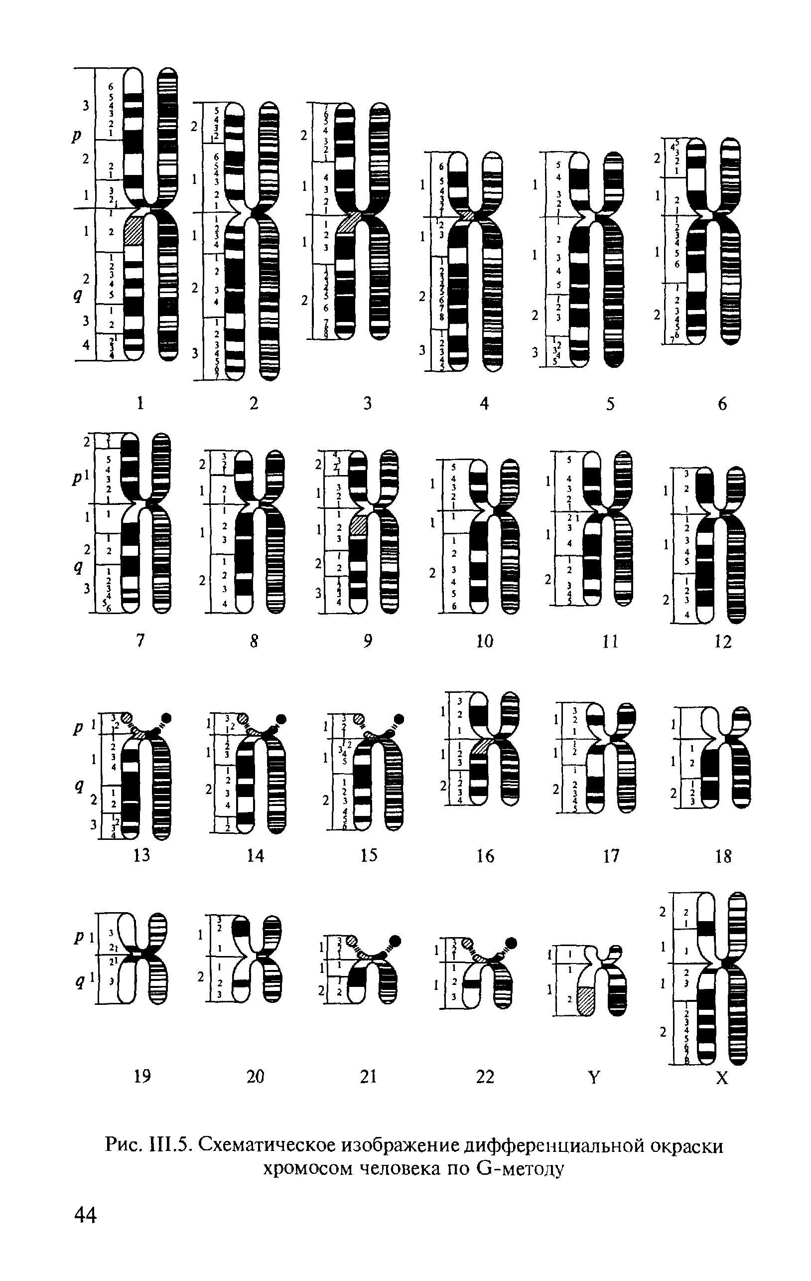 Рис. Ш.5. Схематическое изображение дифференциальной окраски хромосом человека по С-методу...