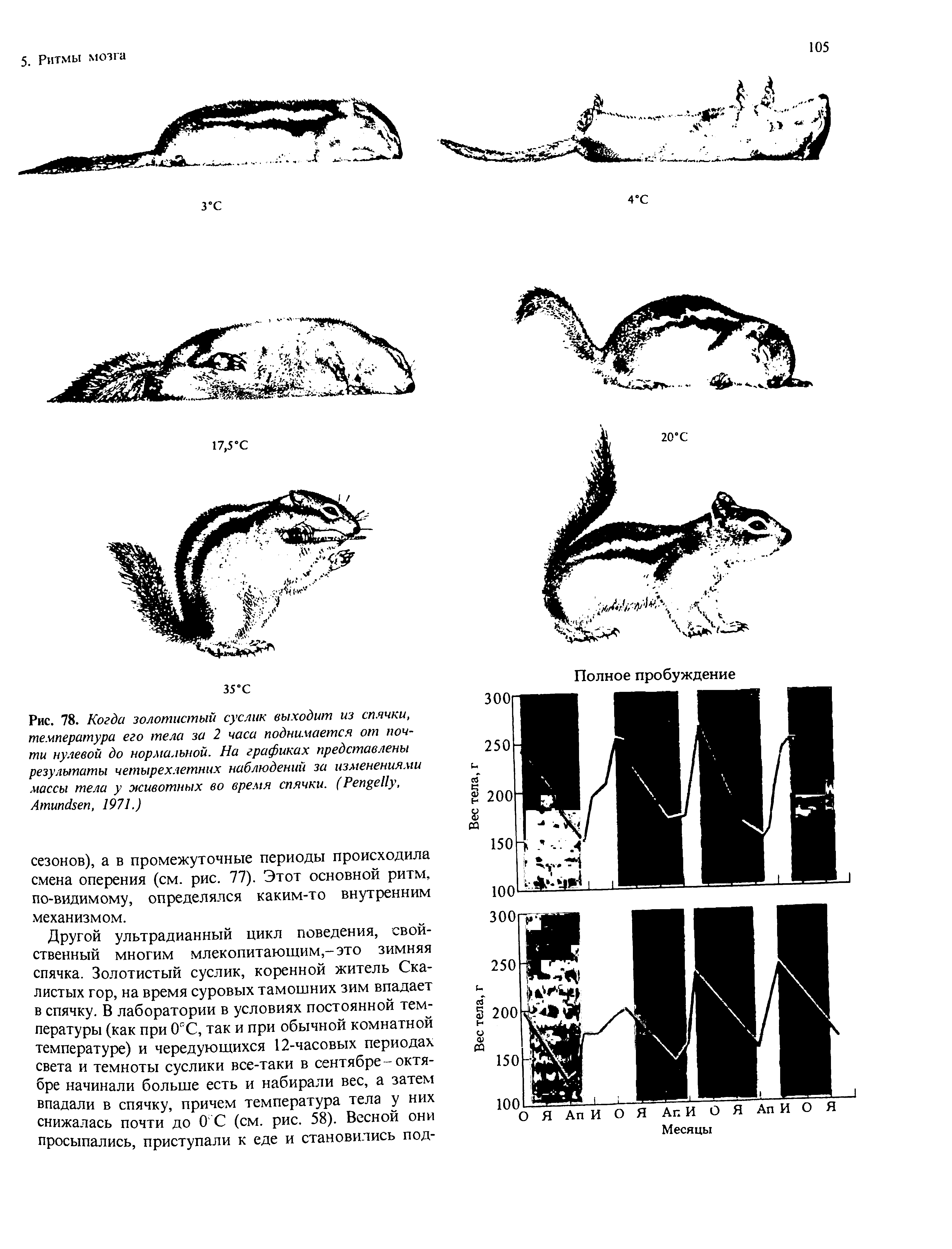 Рис. 78. Когда золотистый суслик выходит из спячки, температура его тела за 2 часа поднимается от почти нулевой до нормальной. На графиках представлены результаты четырехлетних наблюдений за изменениями массы тела у животных во время спячки. (P , A , 1971.)...
