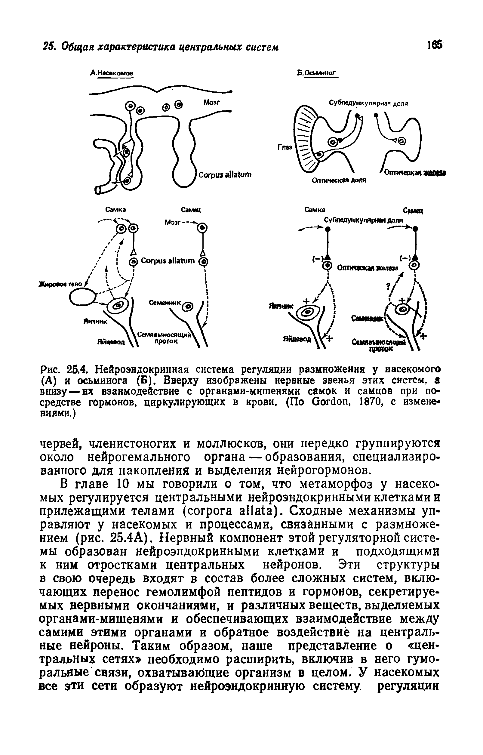 Рис. 25.4. Нейроэндокринная система регуляции размножения у насекомого (А) и осьминога (Б). Вверху изображены нервные звенья этих систем, а внизу — нх взаимодействие с органами-мишенями самок и самцов при посредстве гормонов, циркулирующих в крови. (По G , 1870, с изменениями.)...